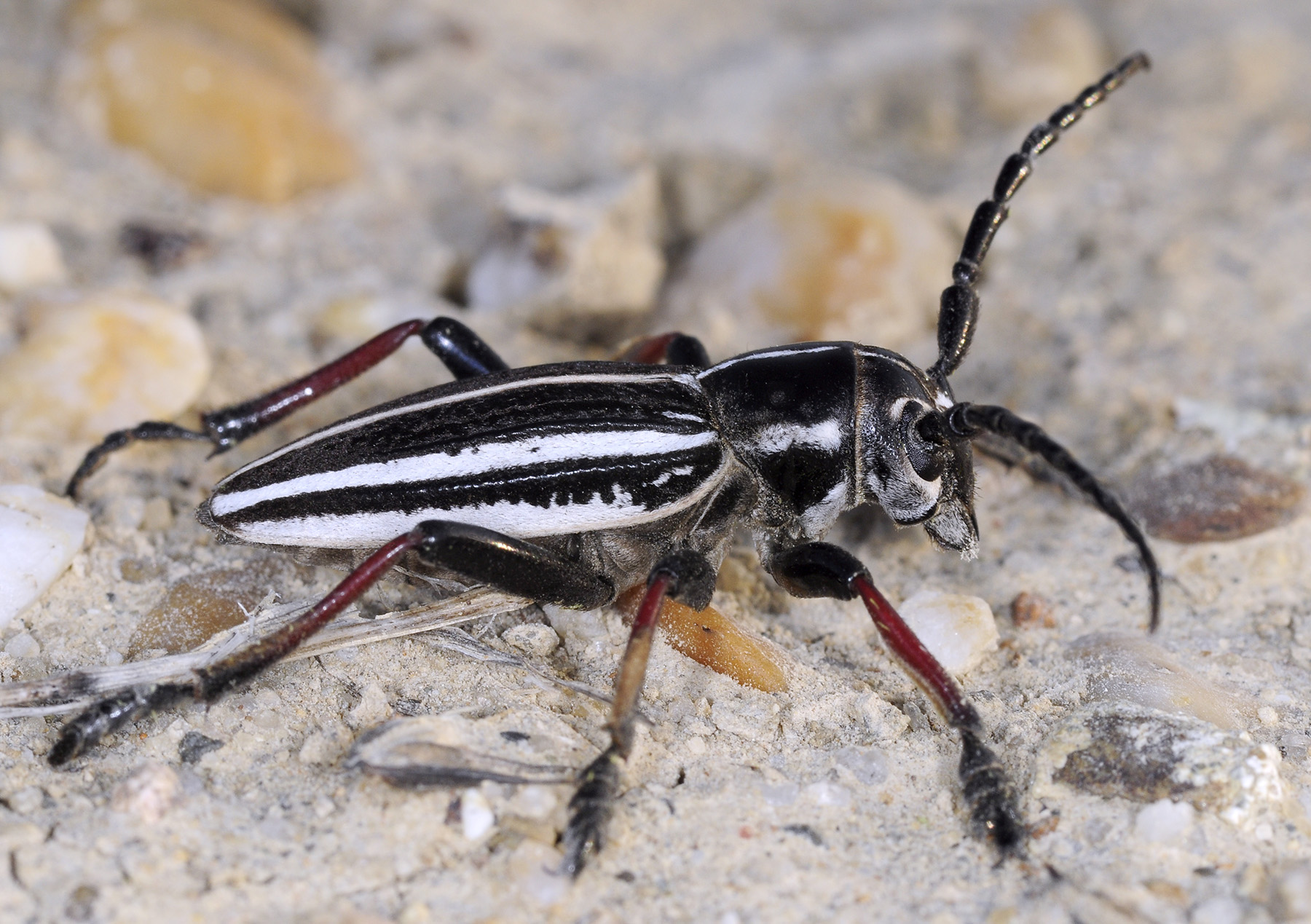 Dorcadion gebleri lukhtanovi