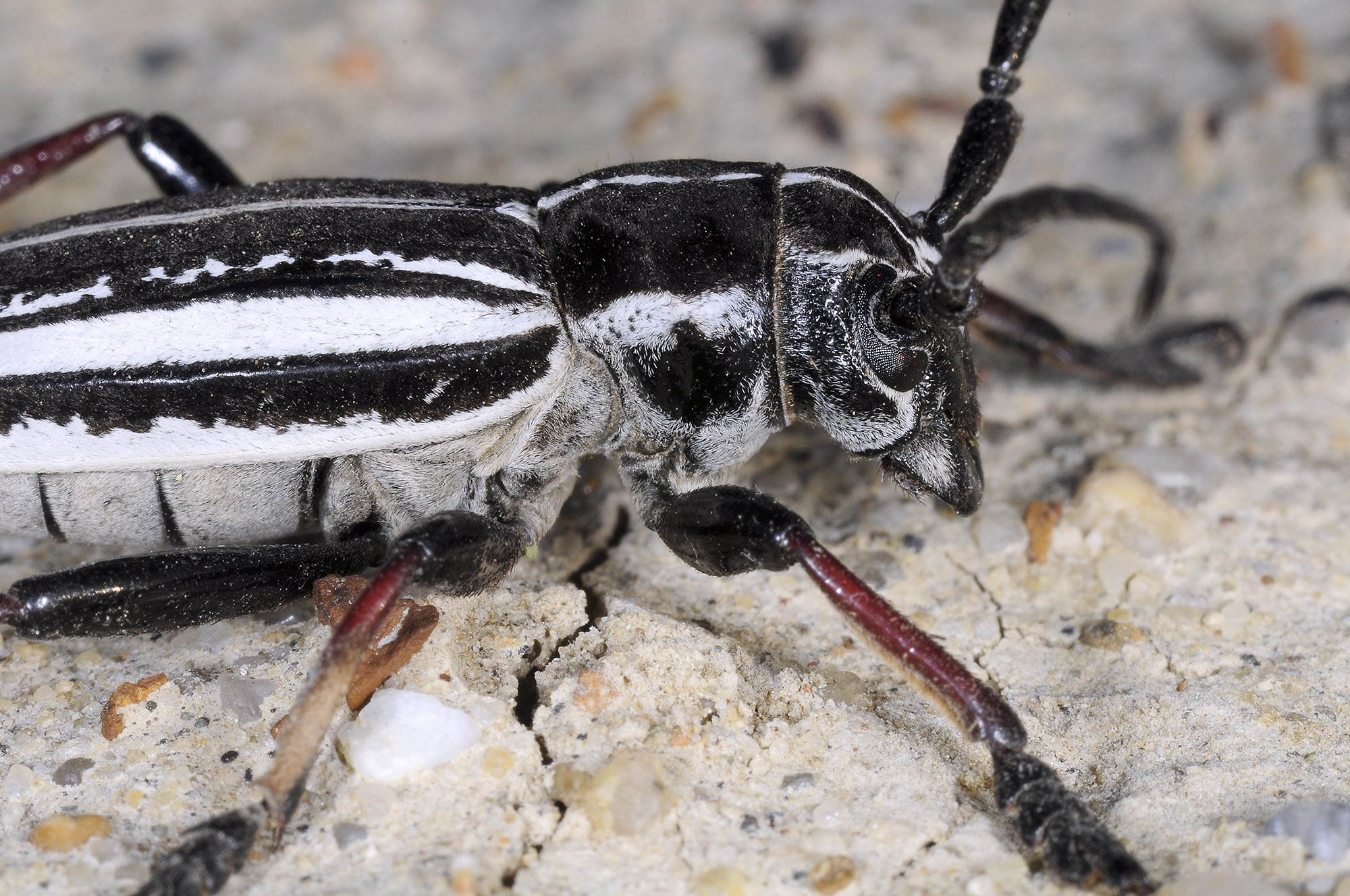 Dorcadion gebleri lukhtanovi