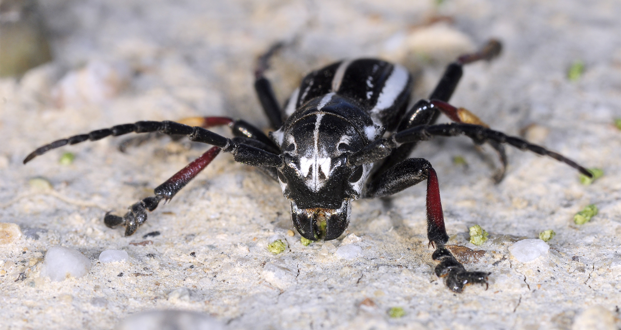 Dorcadion gebleri lukhtanovi