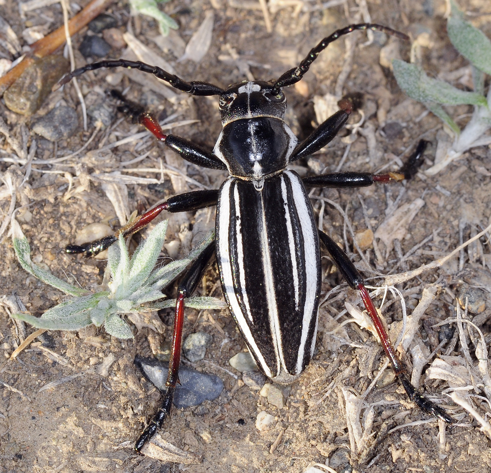 Dorcadion gebleri lukhtanovi