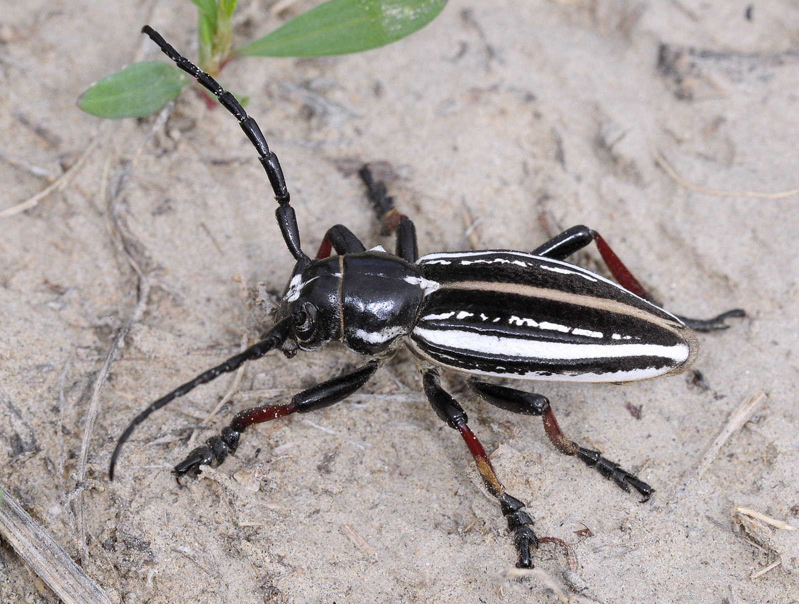 Dorcadion gebleri takyr