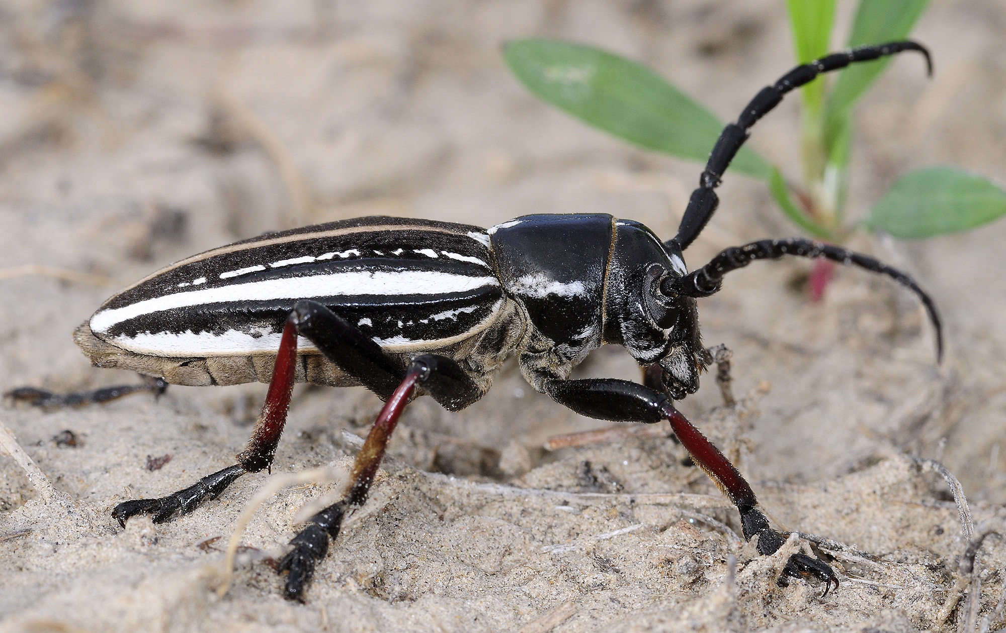 Dorcadion gebleri takyr