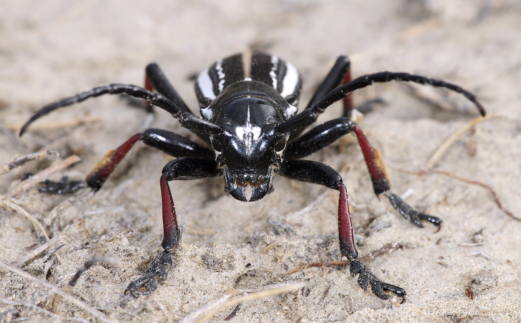 Dorcadion gebleri takyr