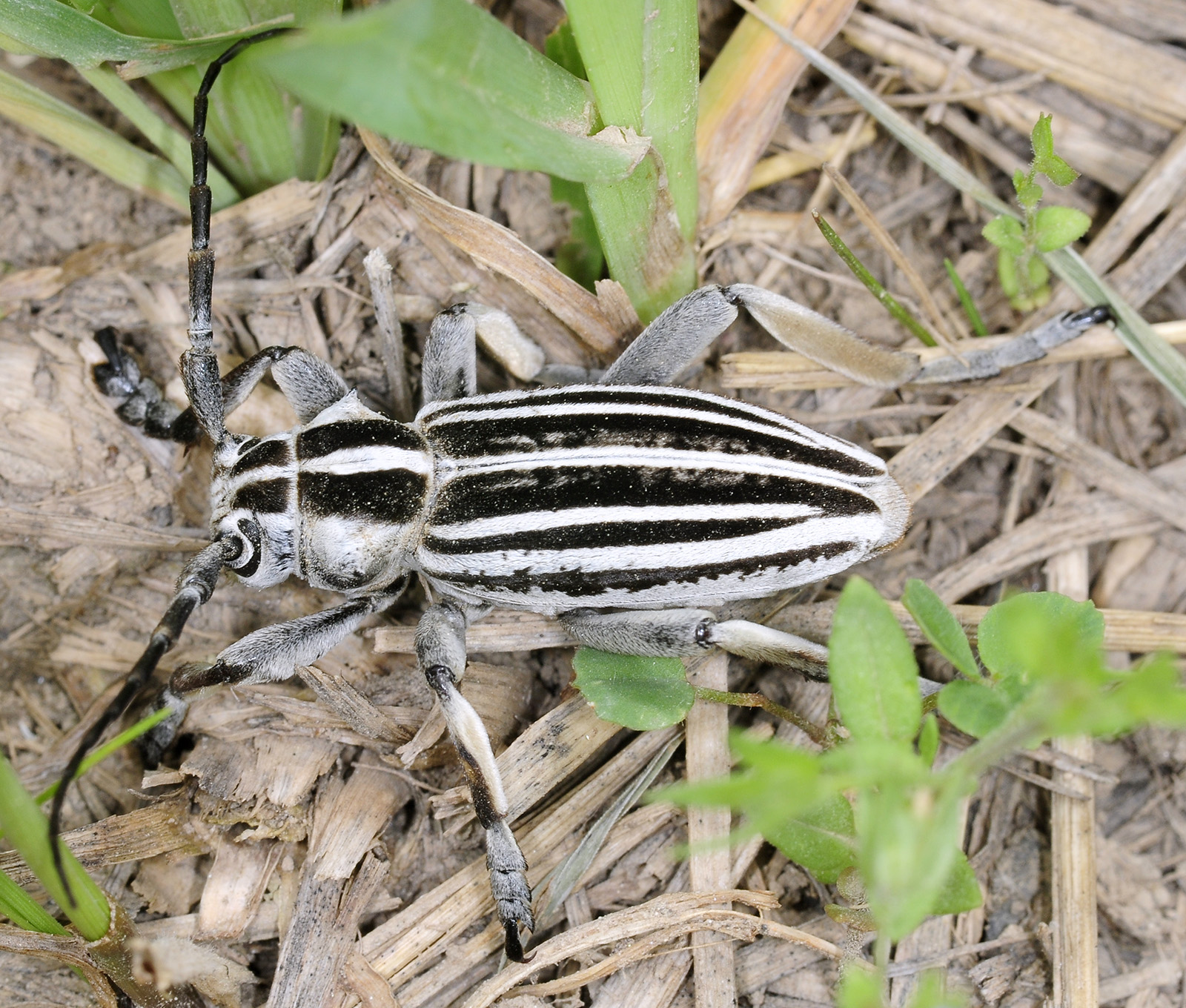 Dorcadion grande - male