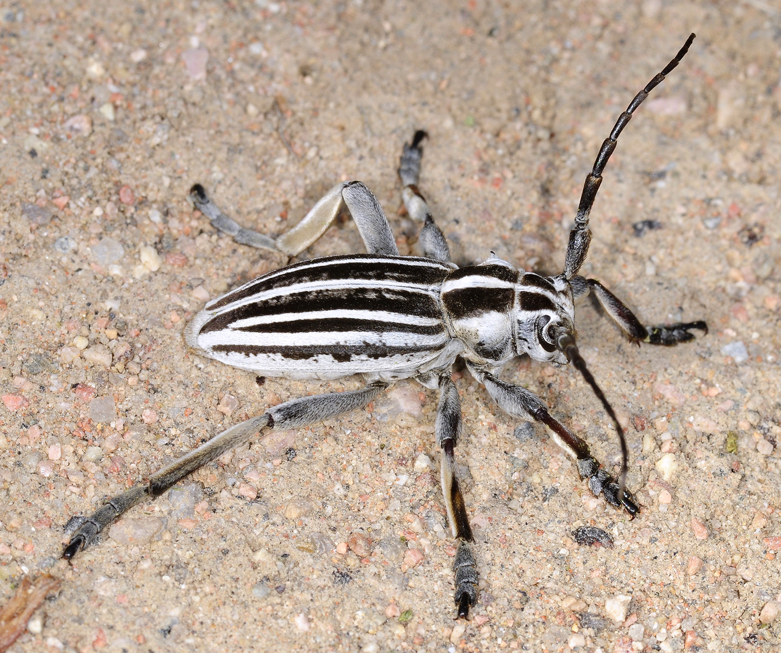 Dorcadion grande - male