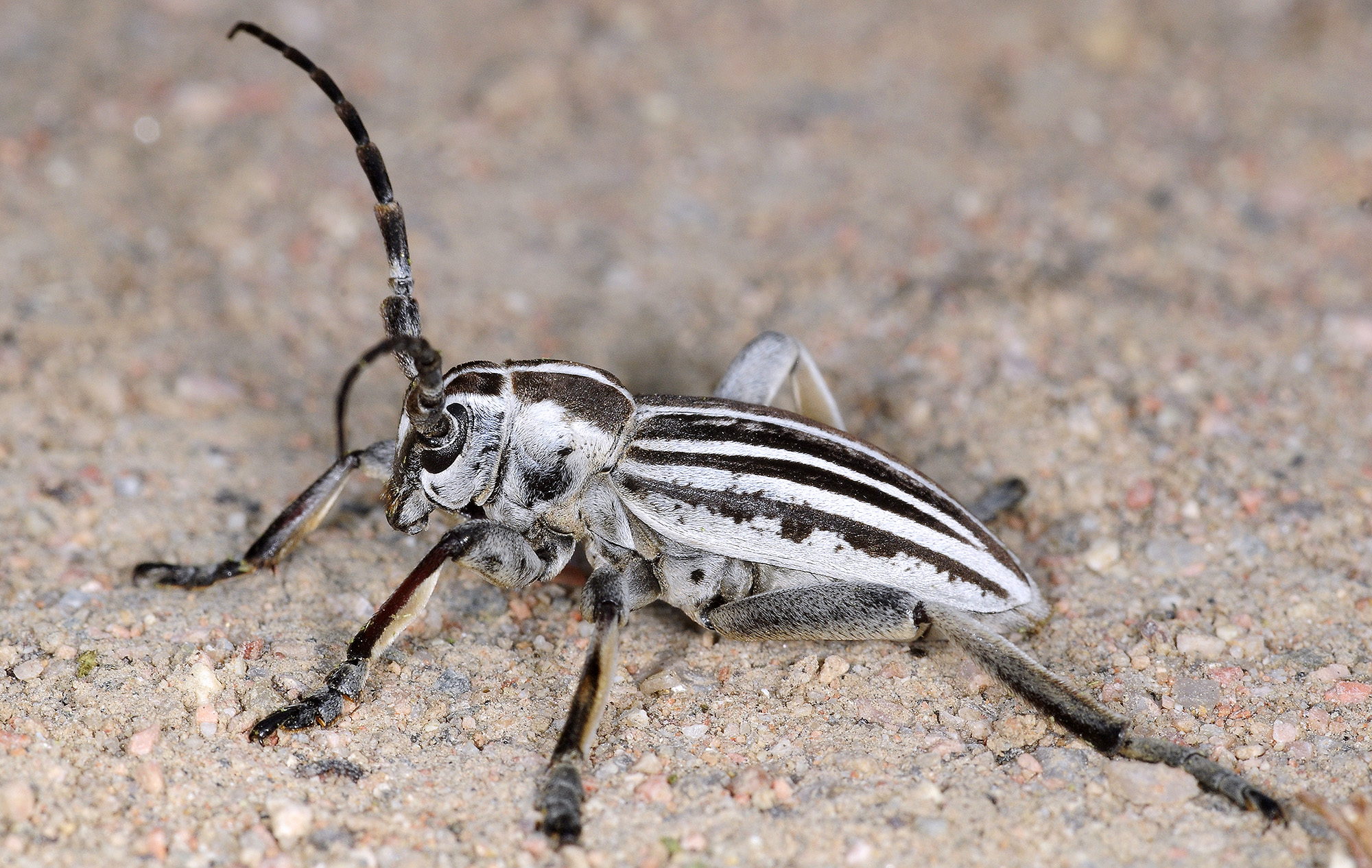 Dorcadion grande - male