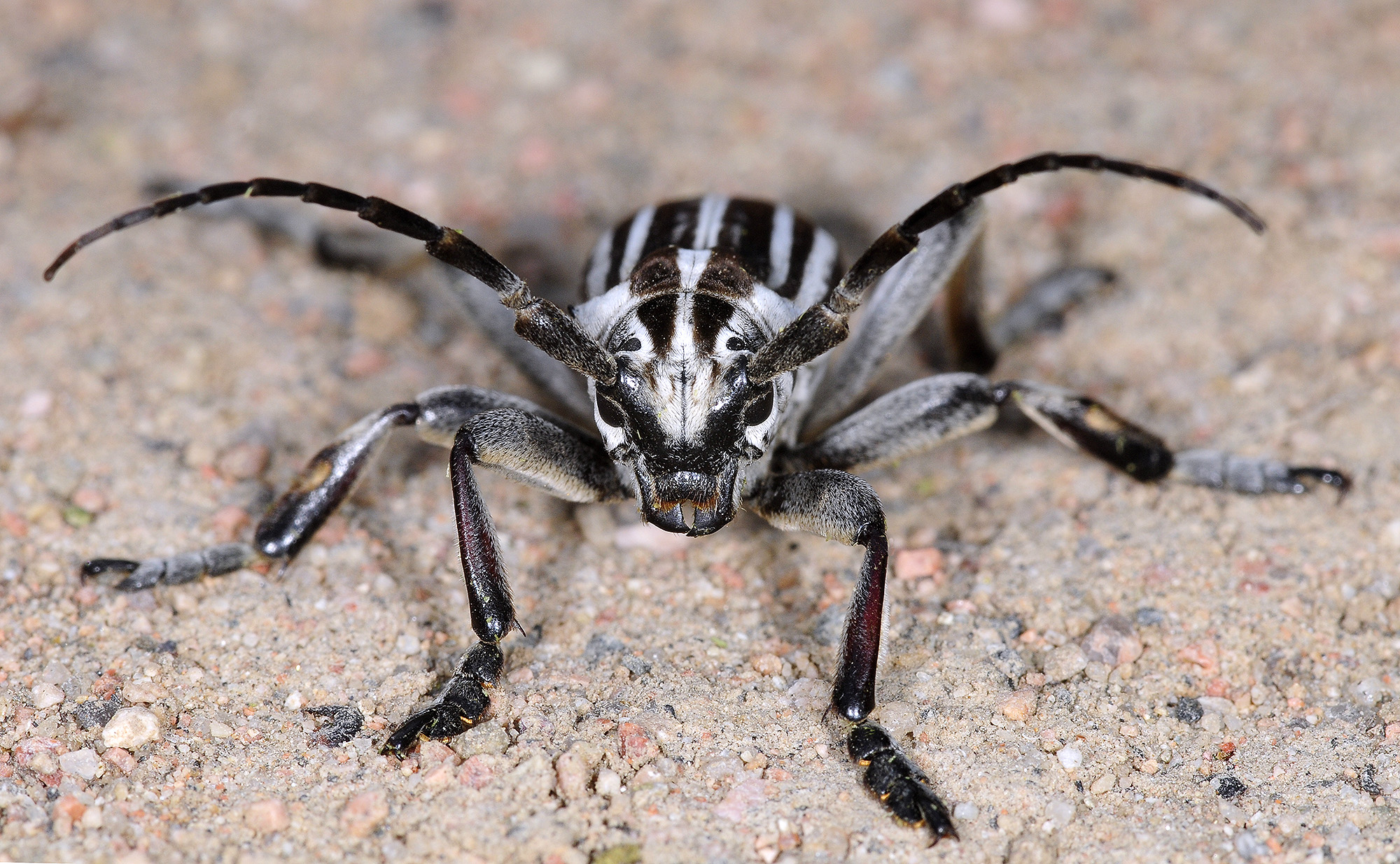 Dorcadion grande - male