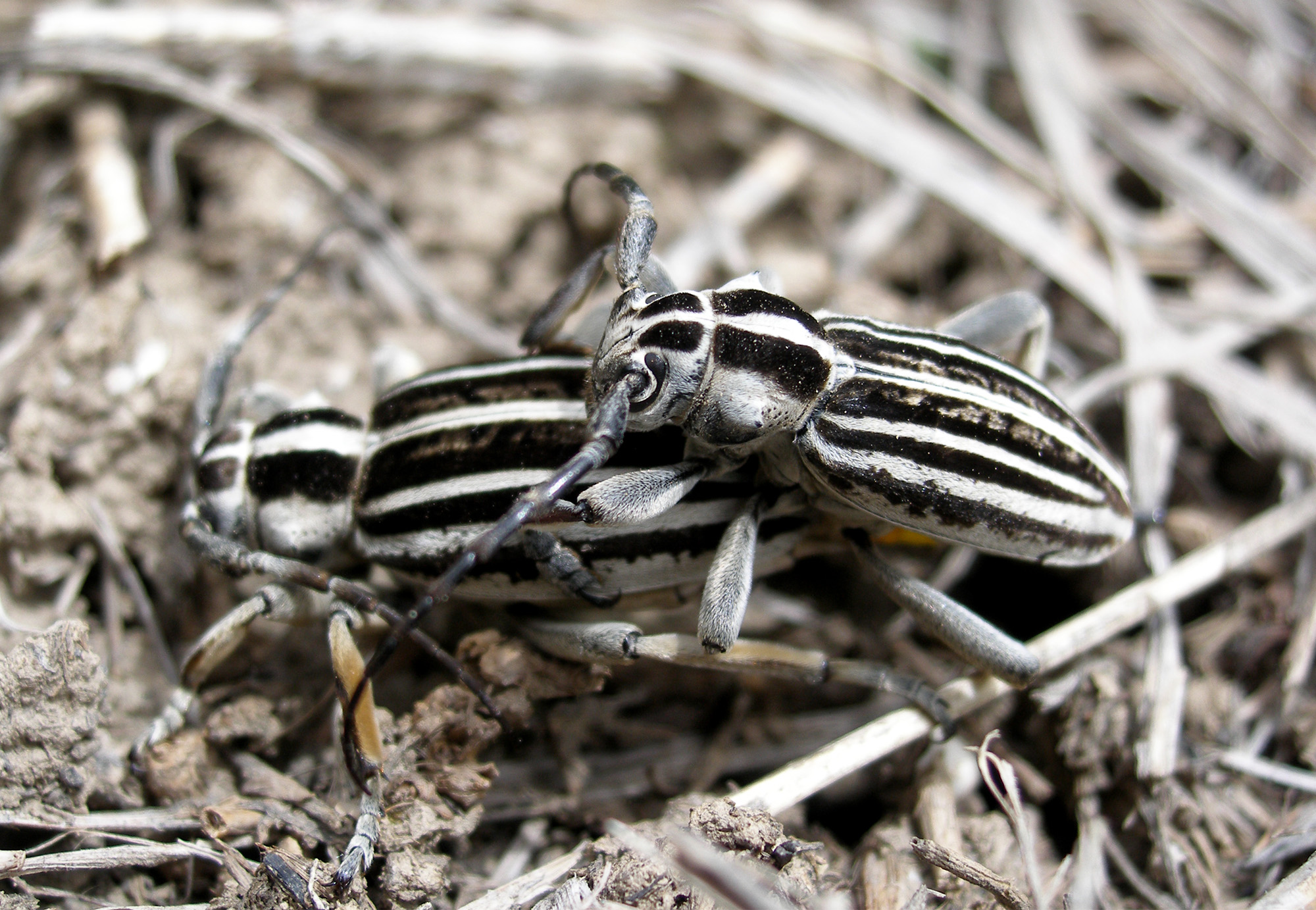 Dorcadion grande - female