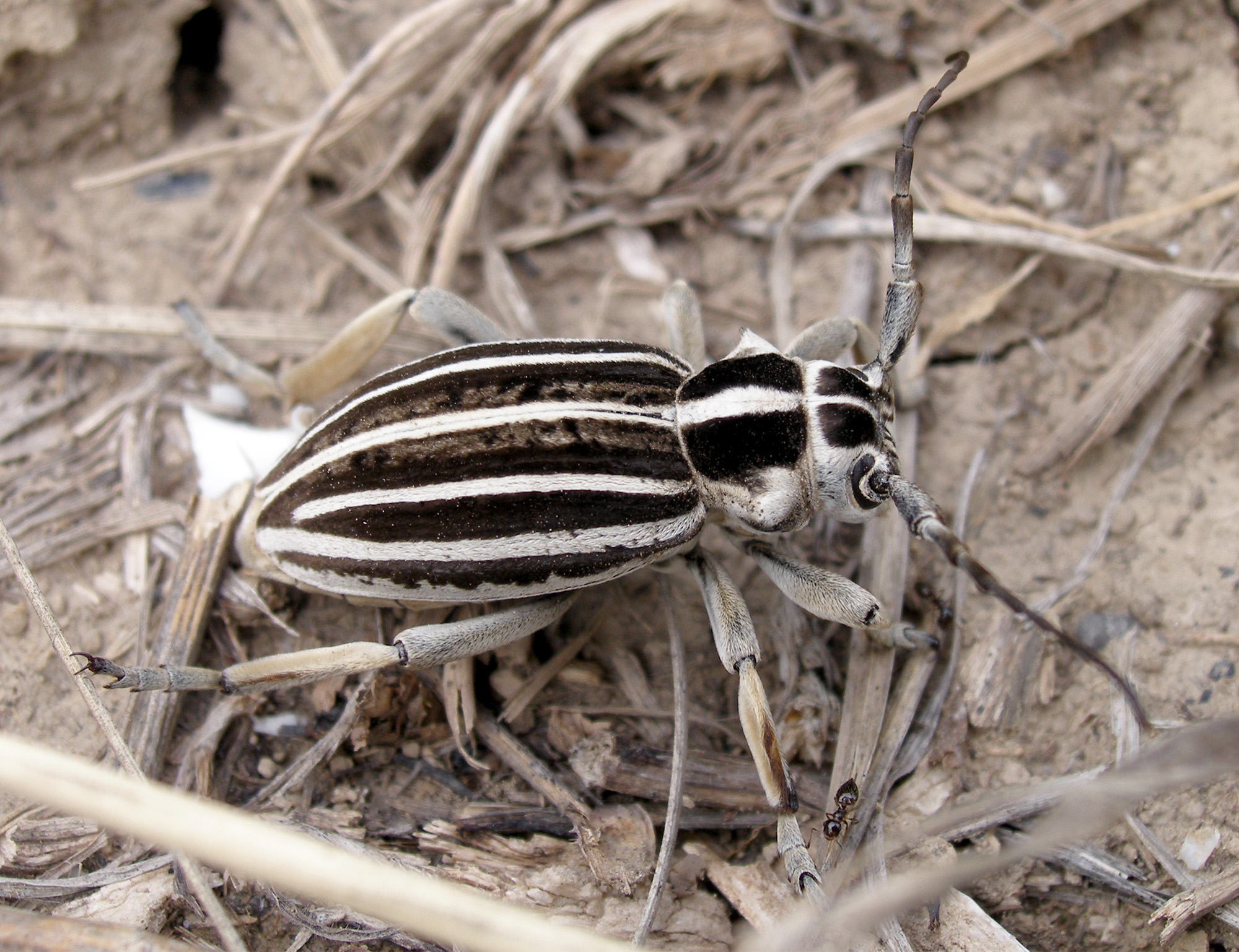 Dorcadion grande - female