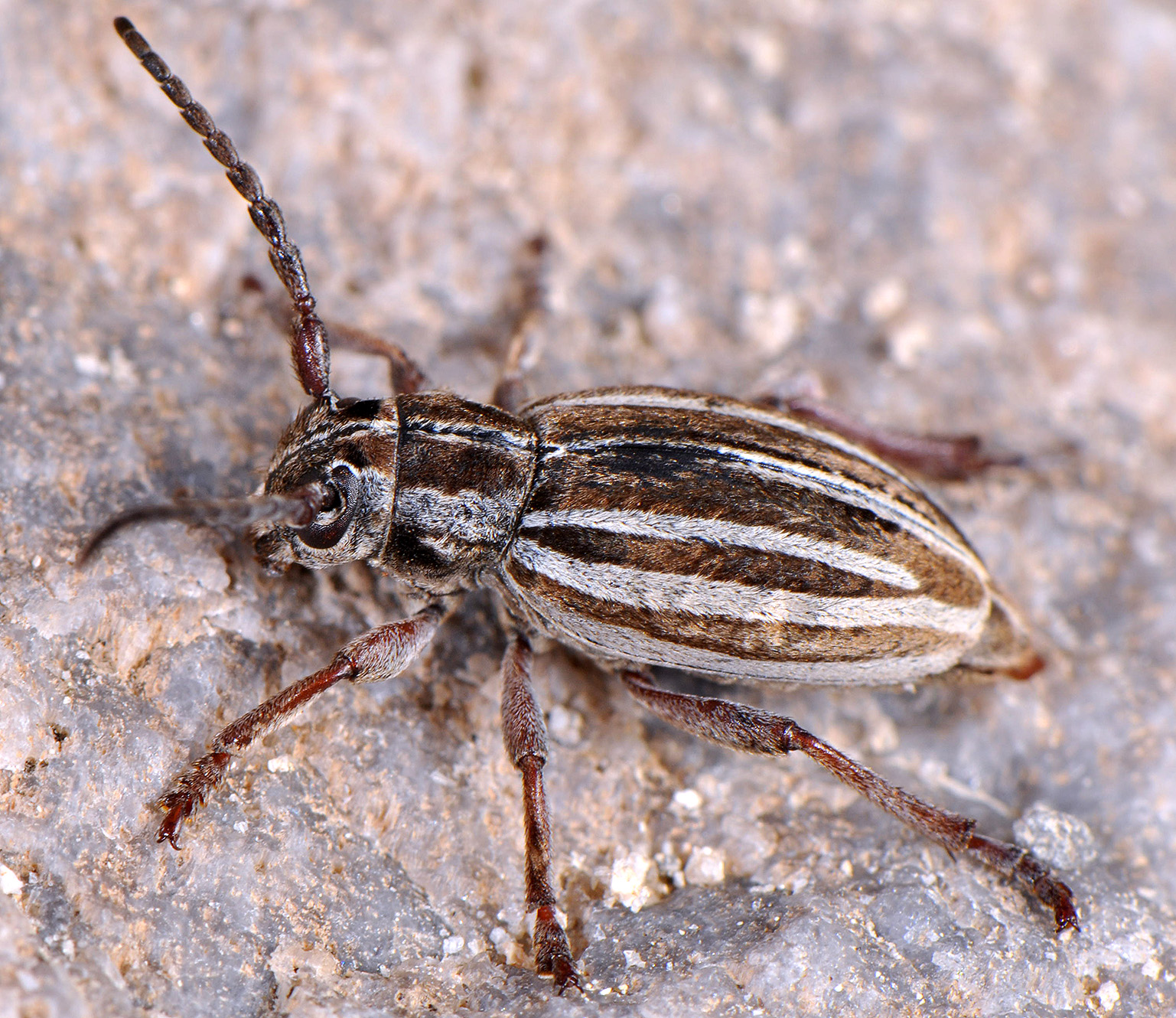 Dorcadion hellmanni