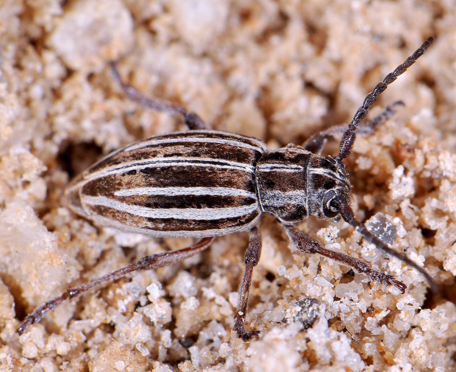 Dorcadion hellmanni