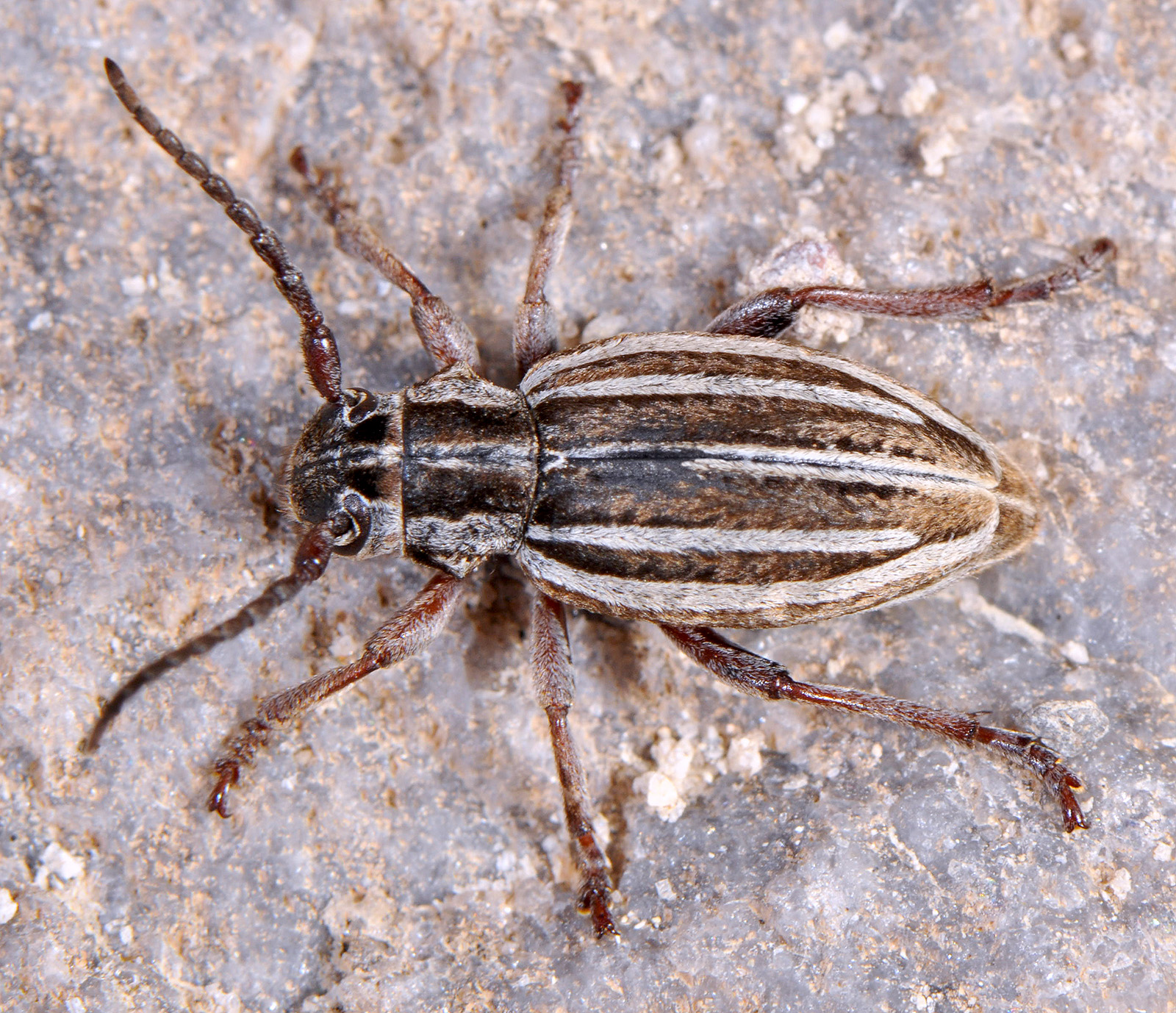 Dorcadion hellmanni