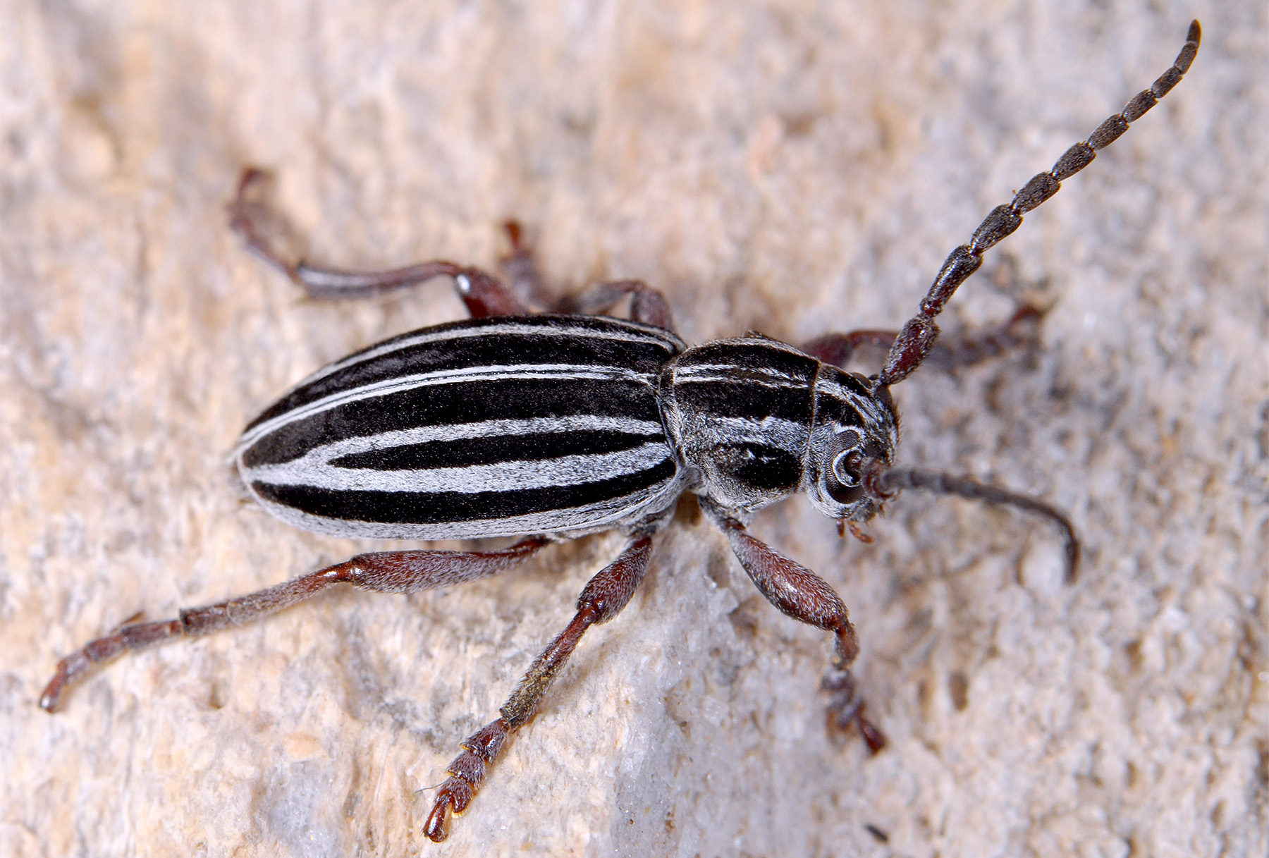 Dorcadion hellmanni