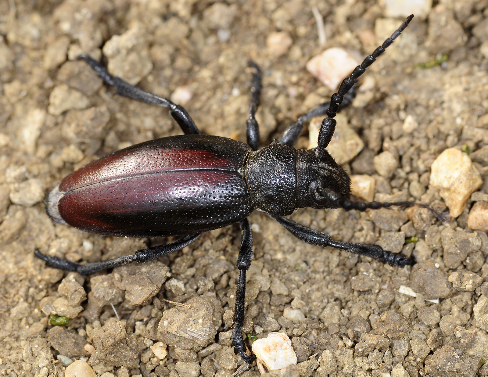 Dorcadion hybridum