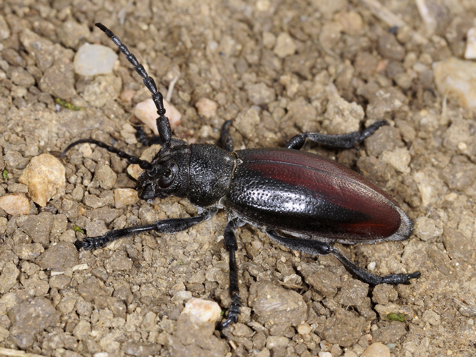 Dorcadion hybridum