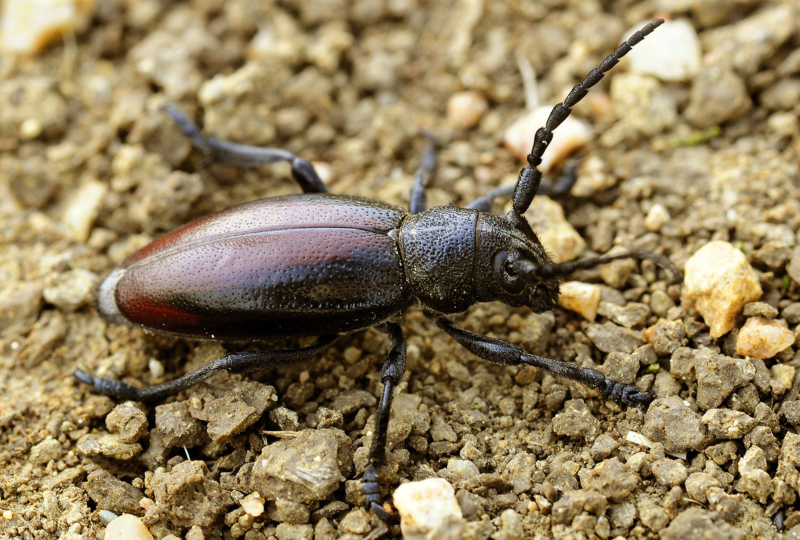 Dorcadion hybridum