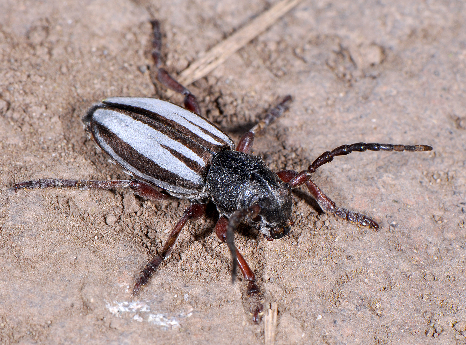 Dorcadion indutum