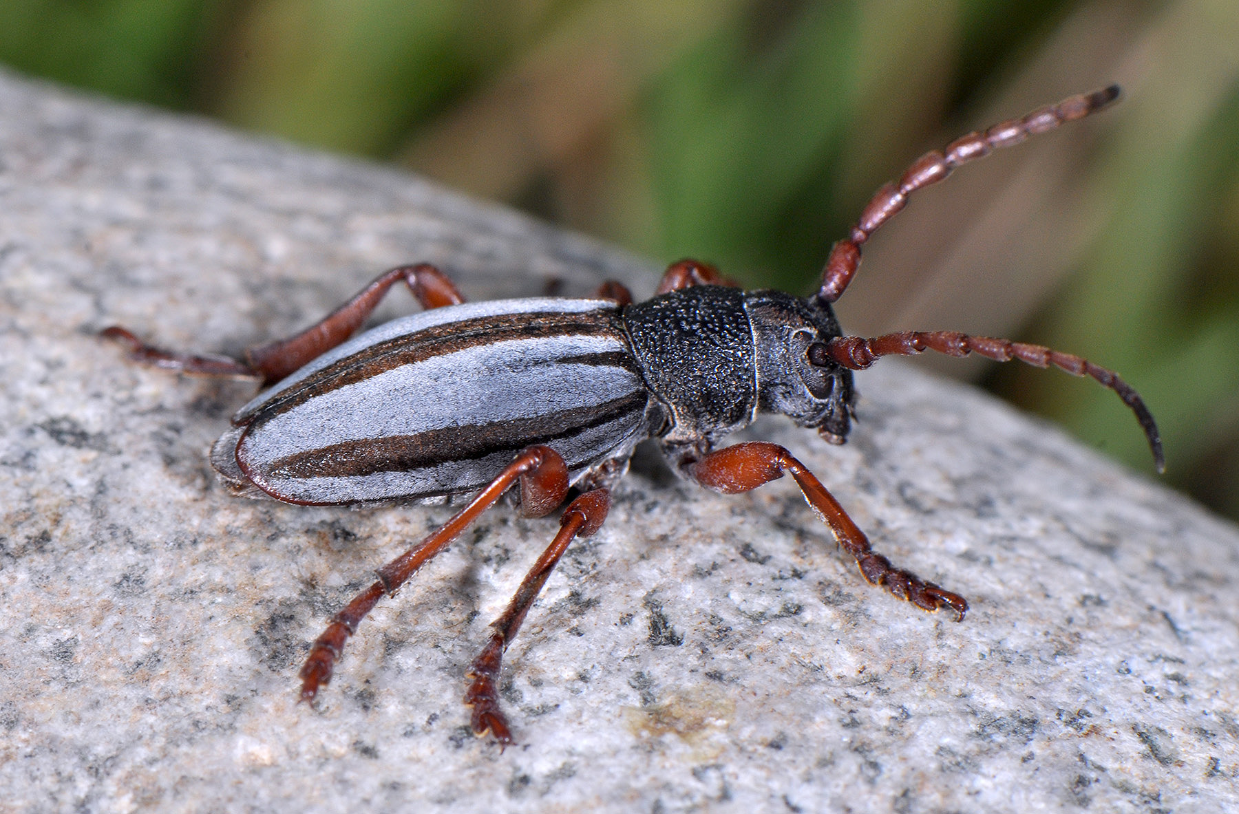 Dorcadion indutum