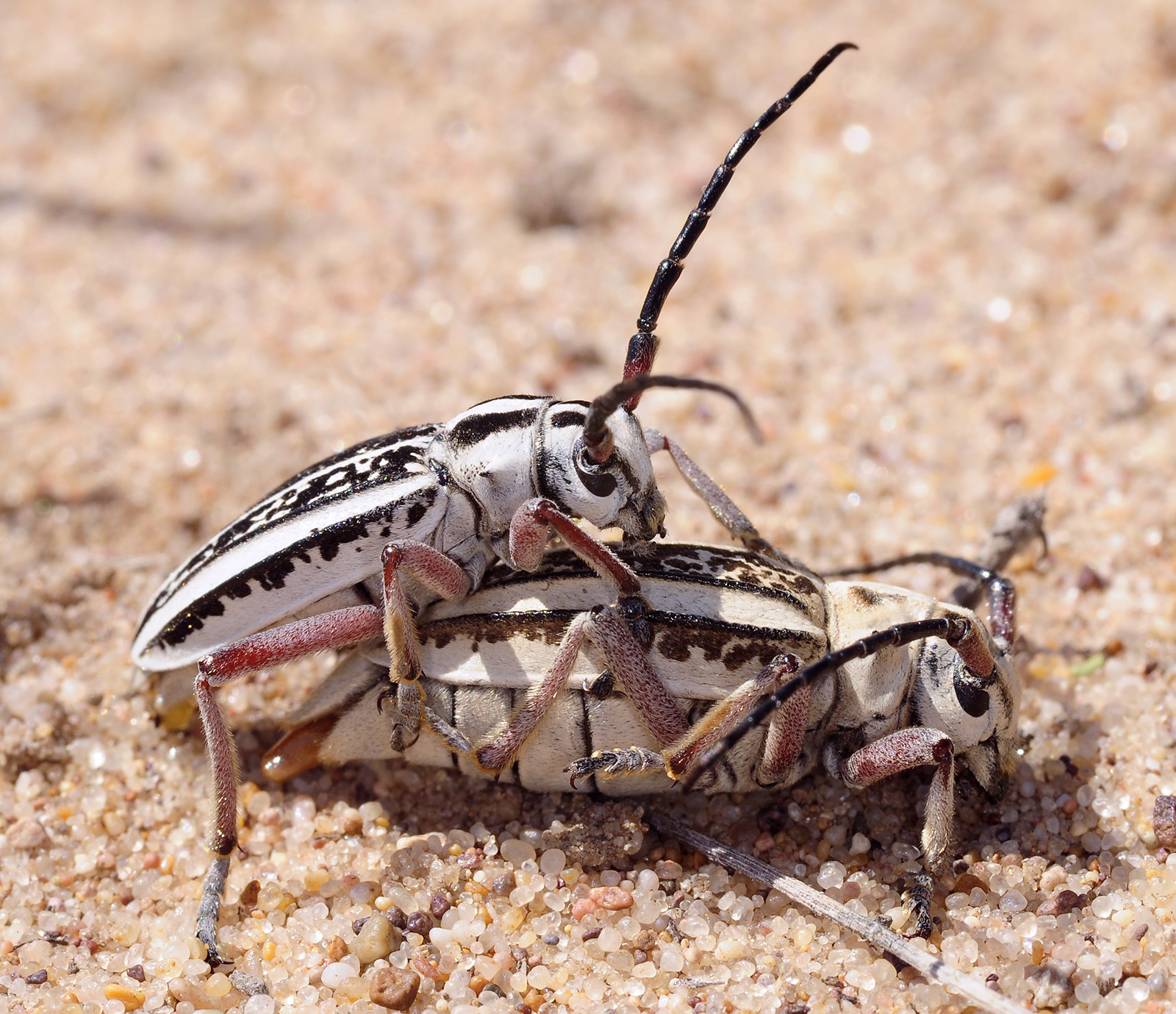 Dorcadion irinae