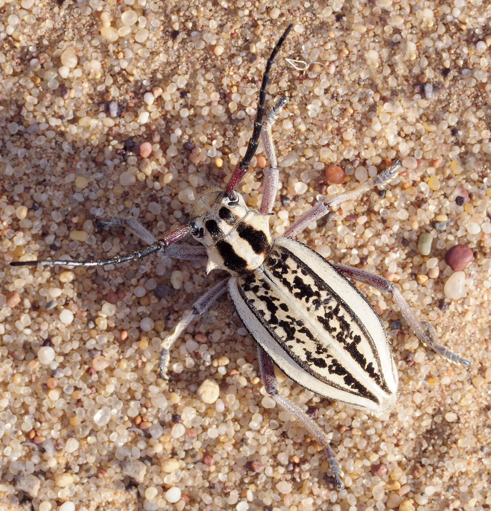 Dorcadion irinae