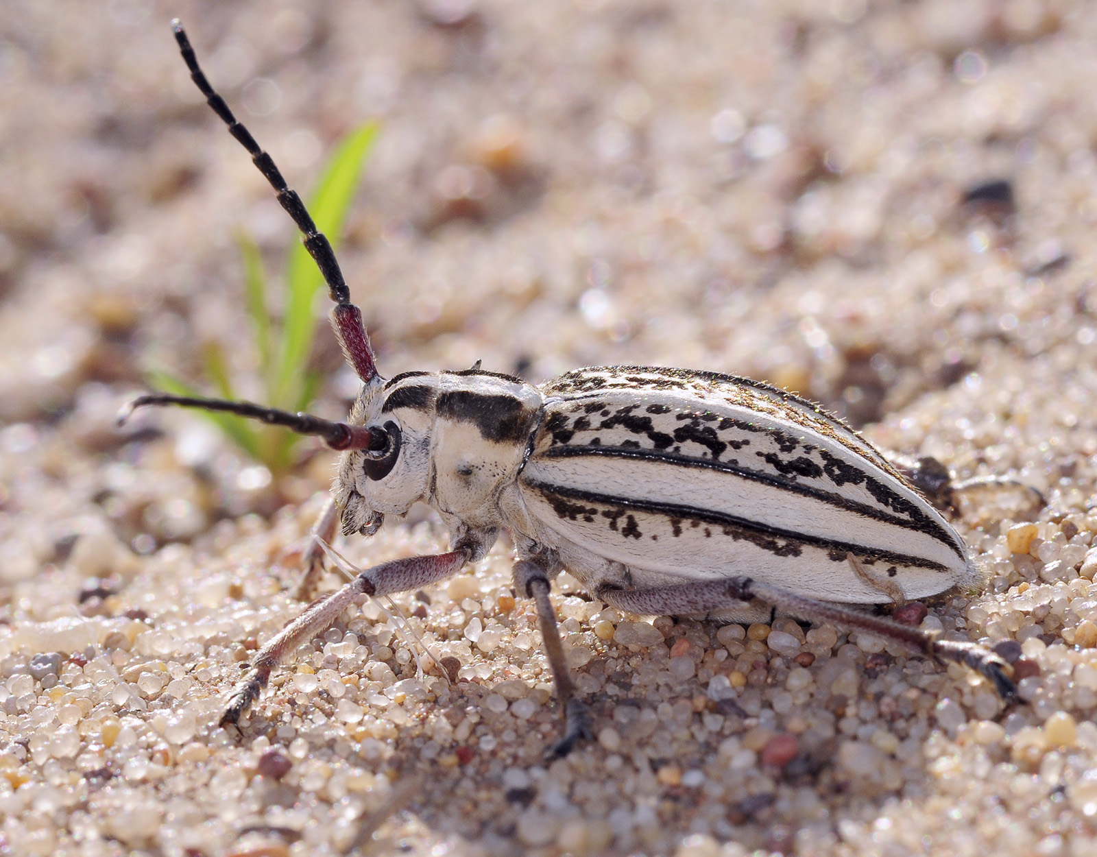 Dorcadion irinae