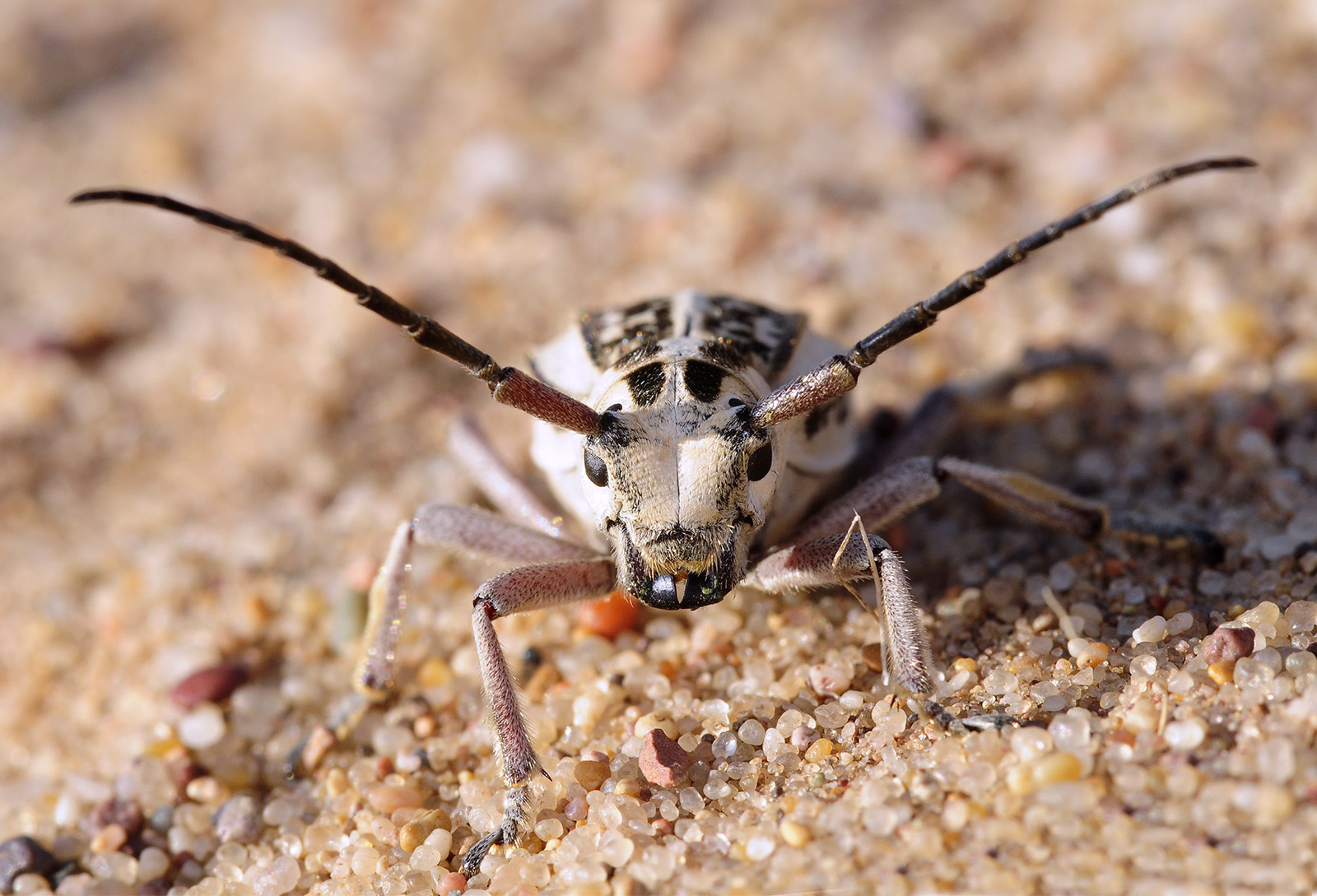 Dorcadion irinae