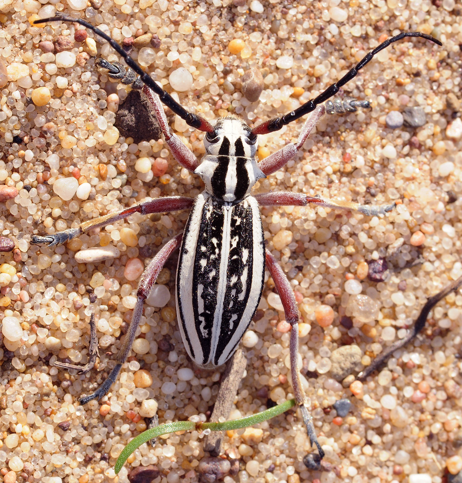 Dorcadion irinae