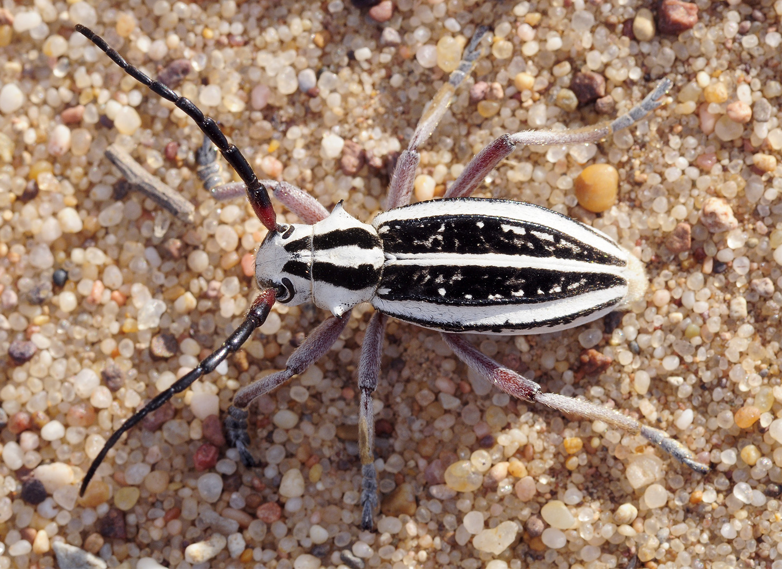 Dorcadion irinae