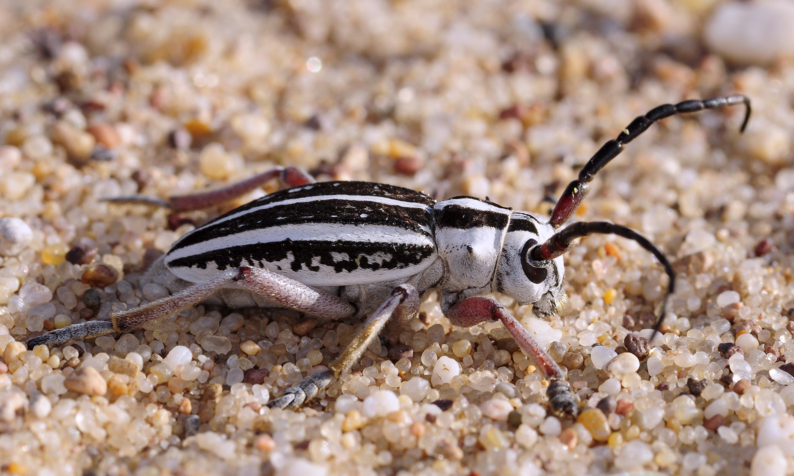 Dorcadion irinae