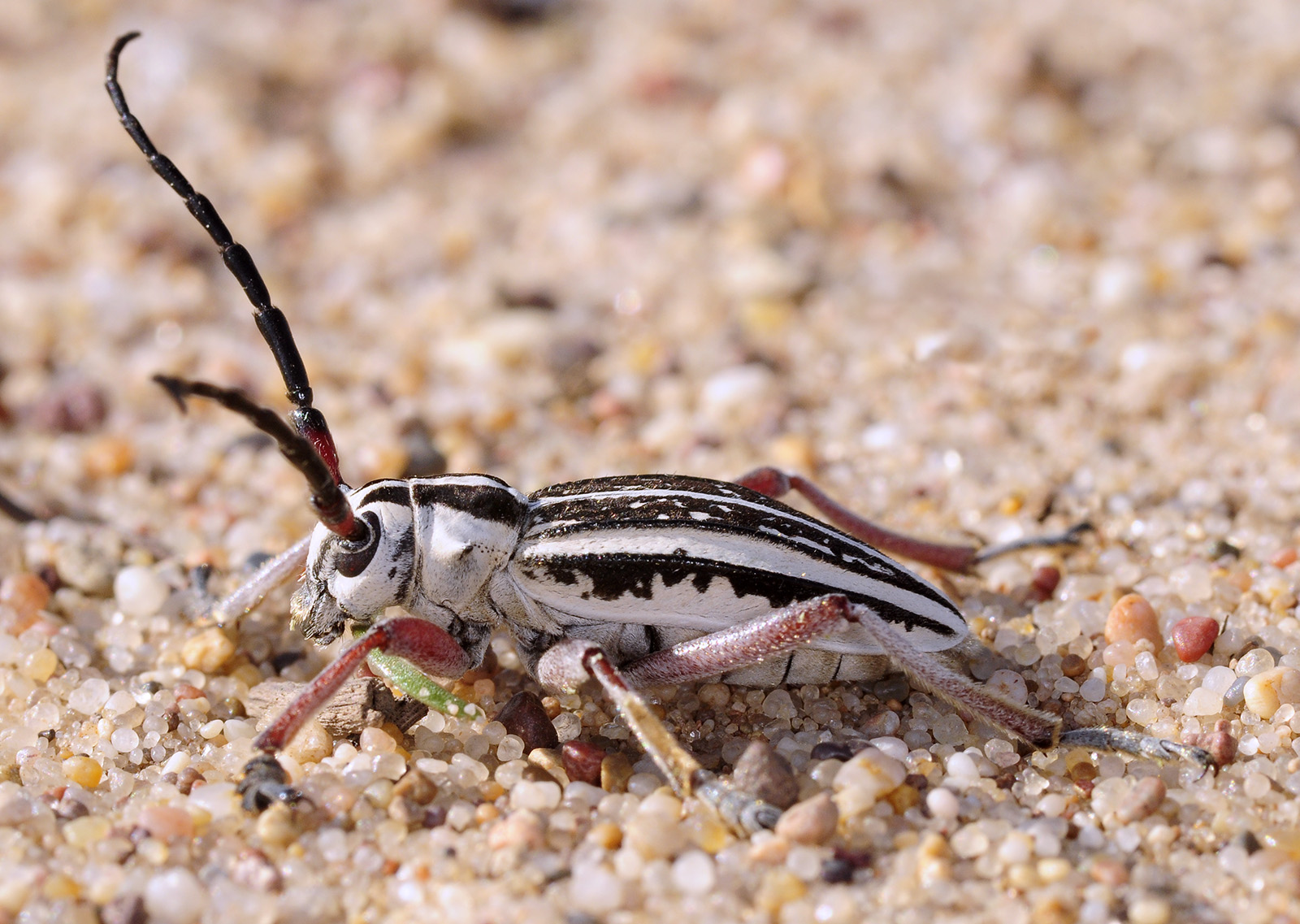 Dorcadion irinae