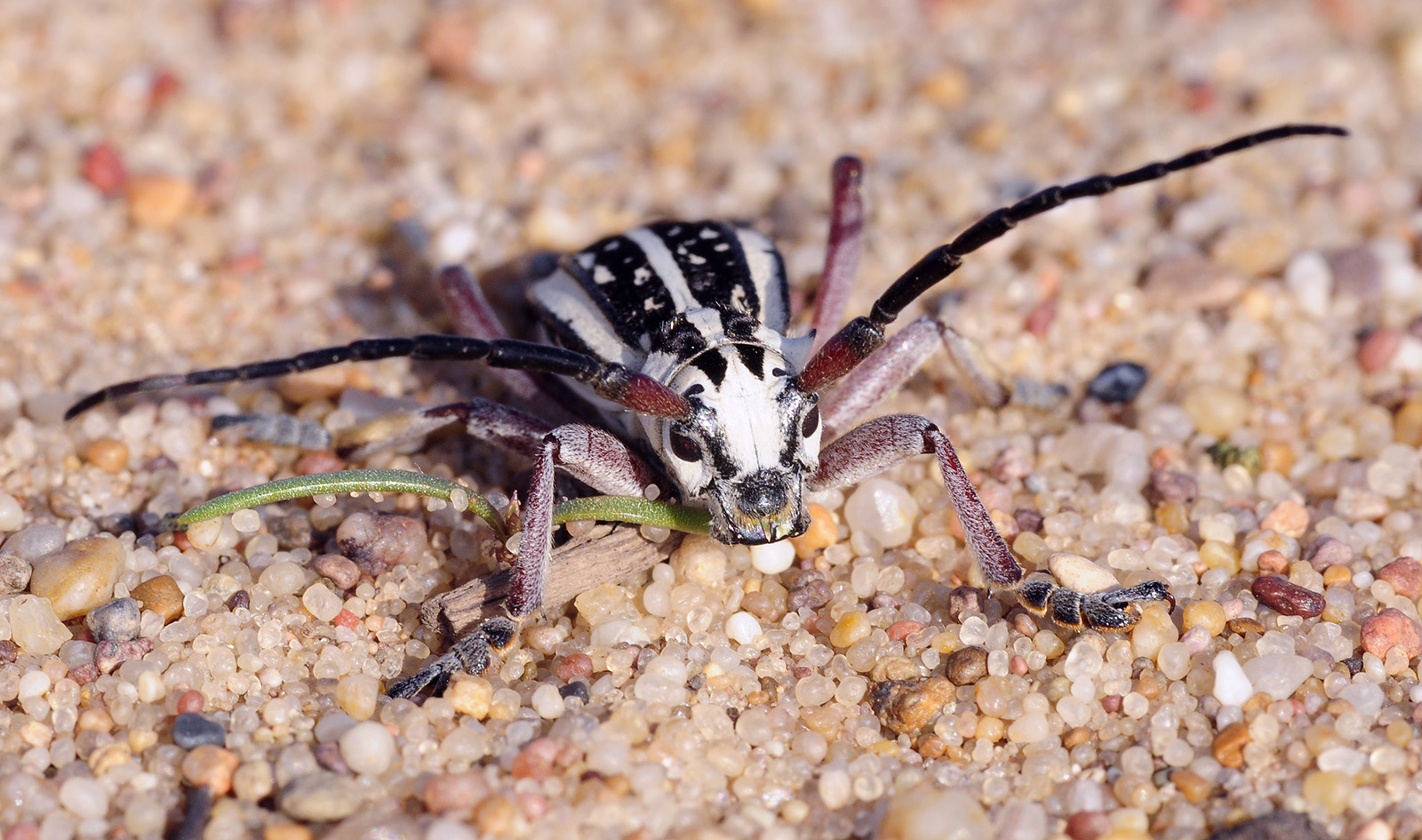 Dorcadion irinae