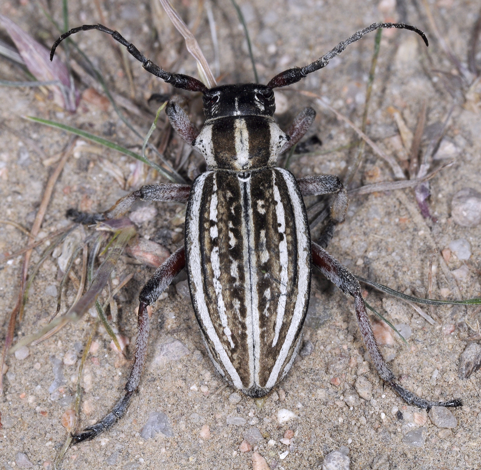 Dorcadion kapchagaicum