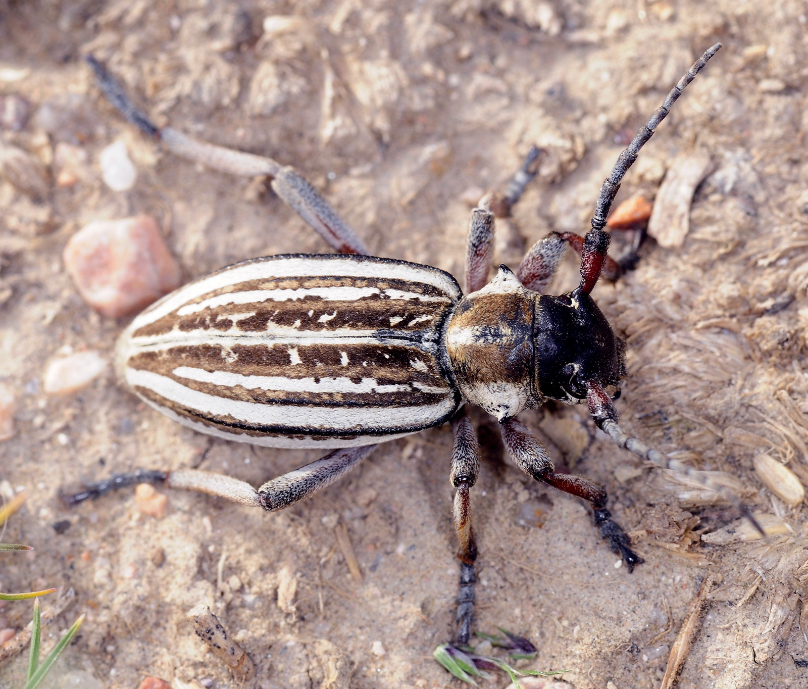 Dorcadion kapchagaicum