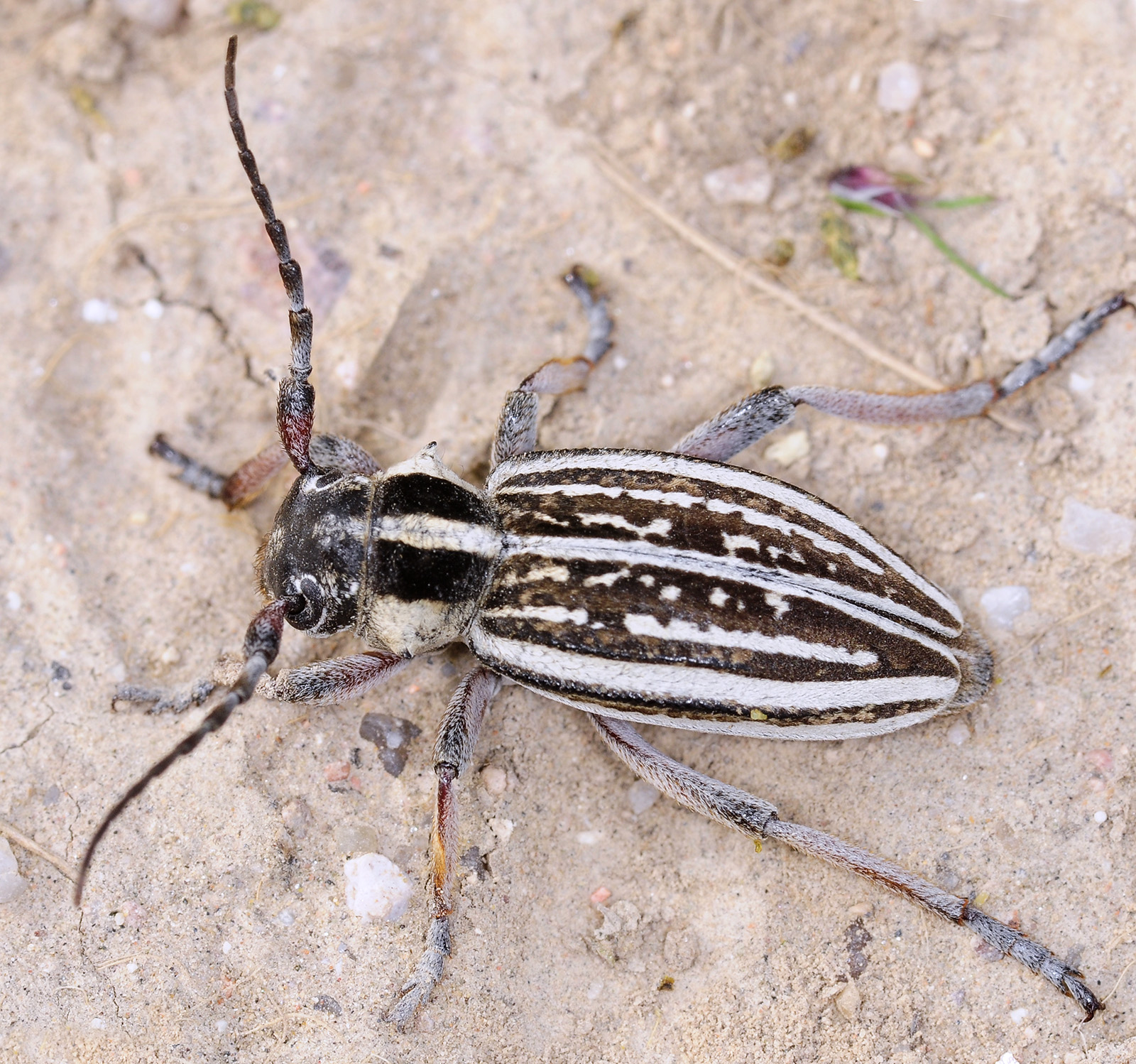 Dorcadion kapchagaicum