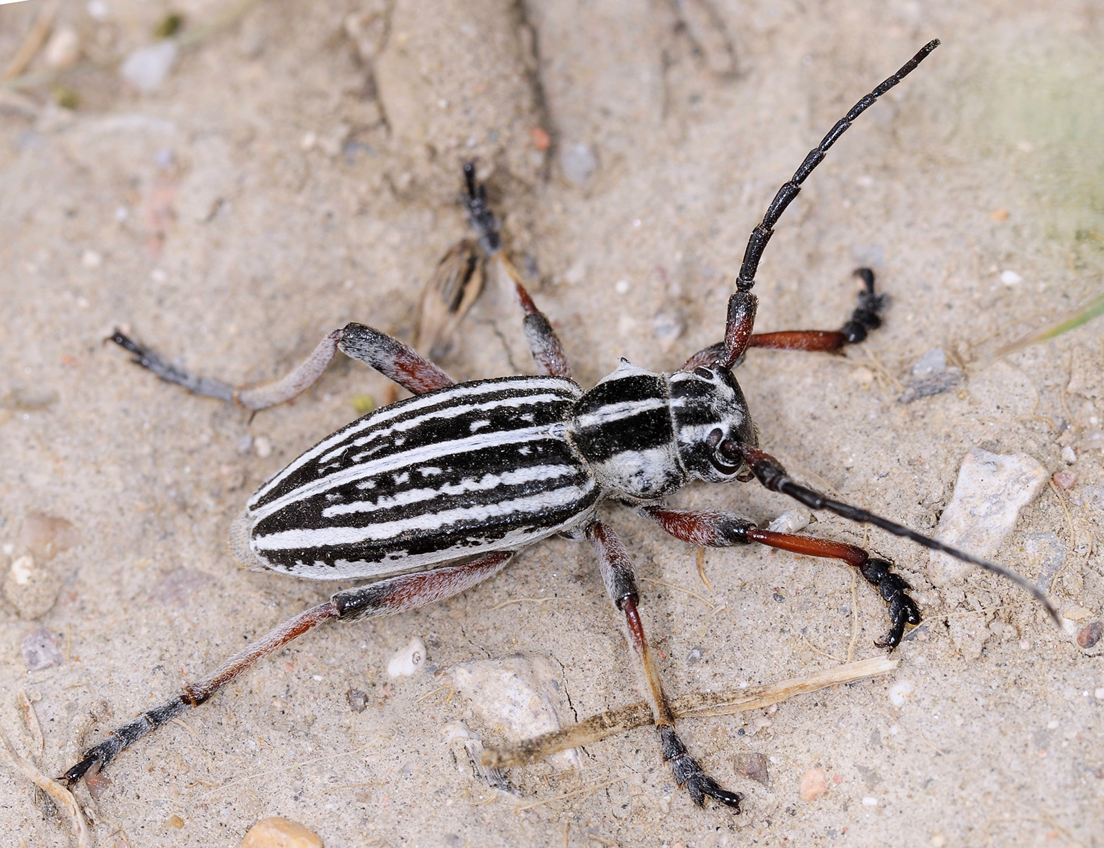 Dorcadion kapchagaicum