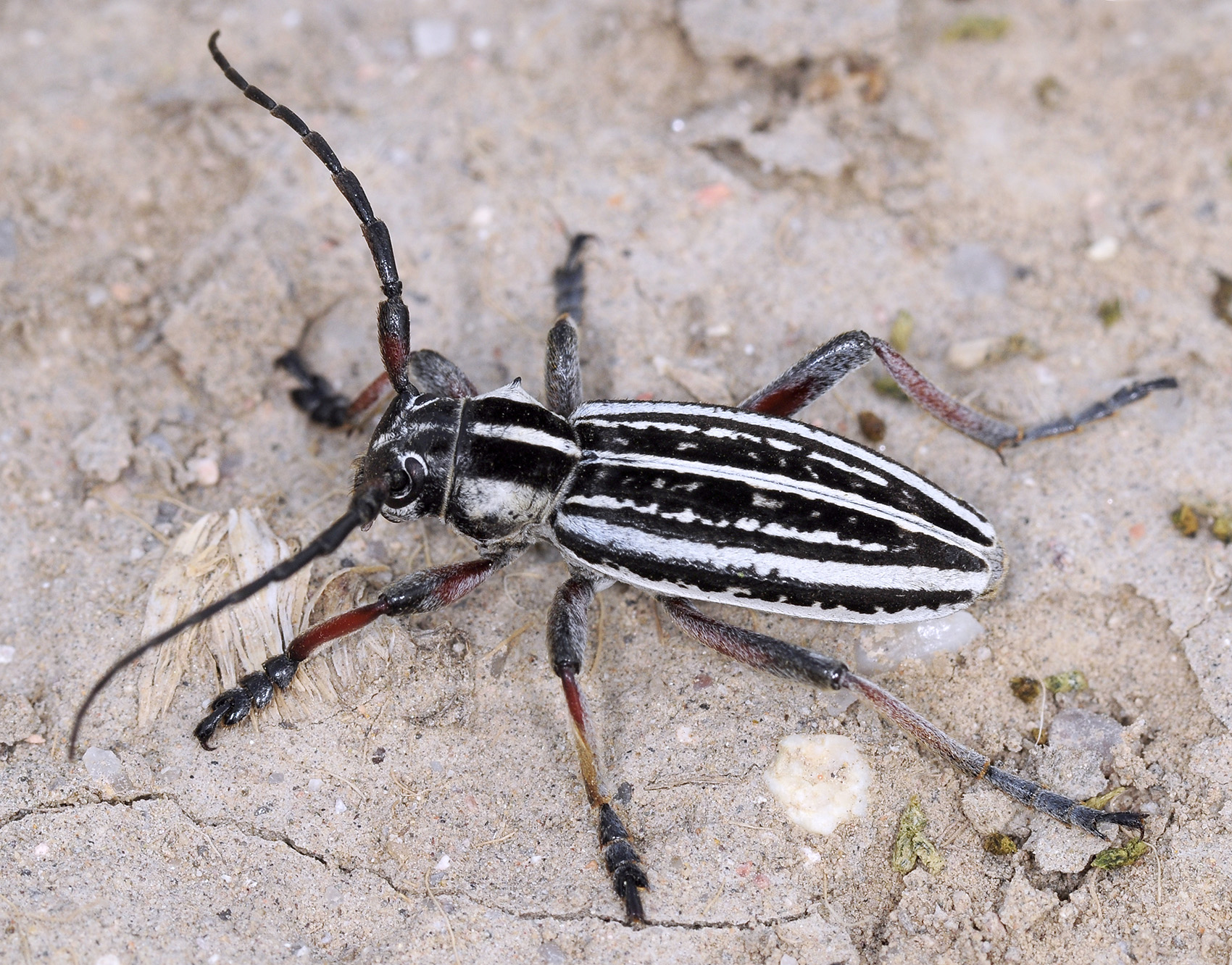 Dorcadion kapchagaicum