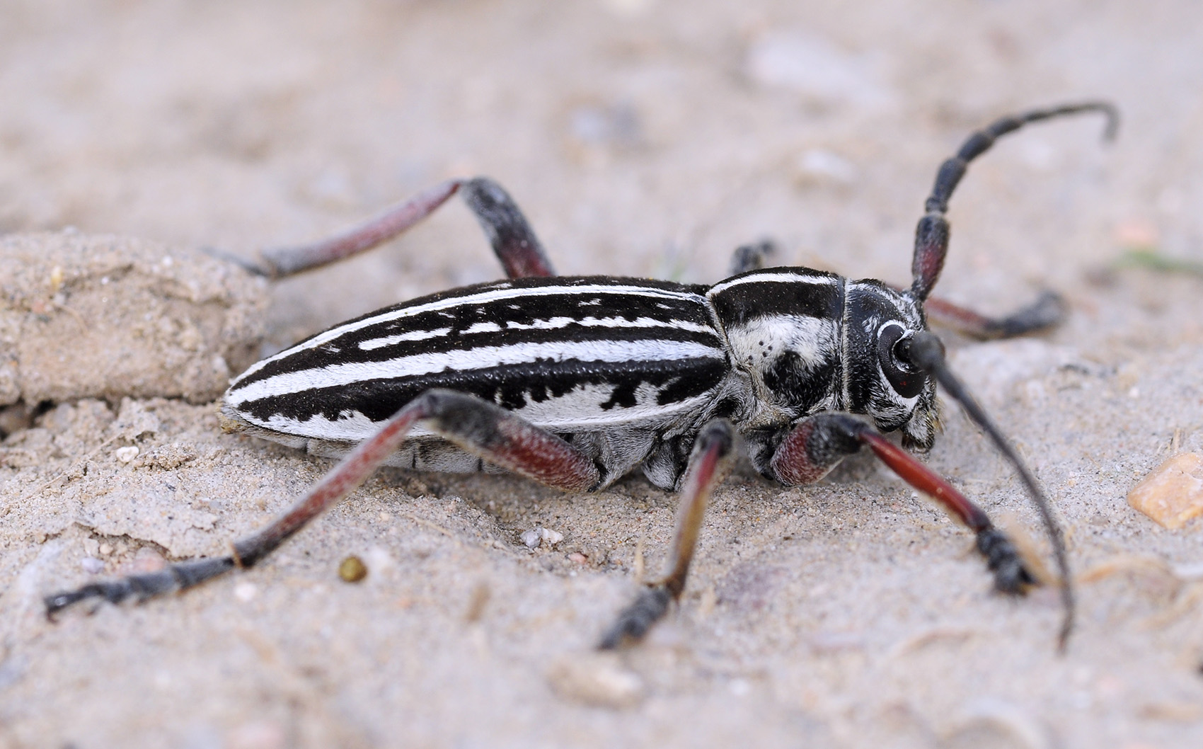 Dorcadion kapchagaicum