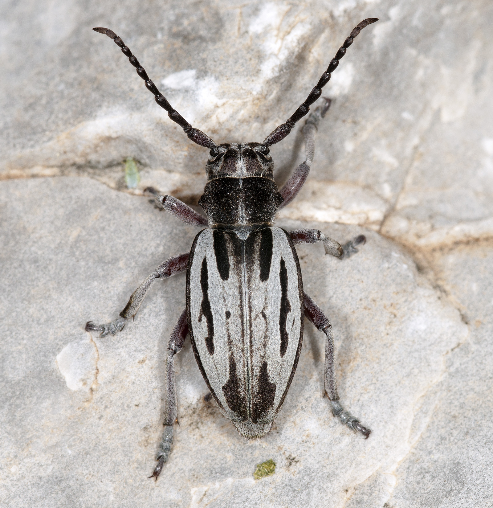 Dorcadion ljubetense ljubetense