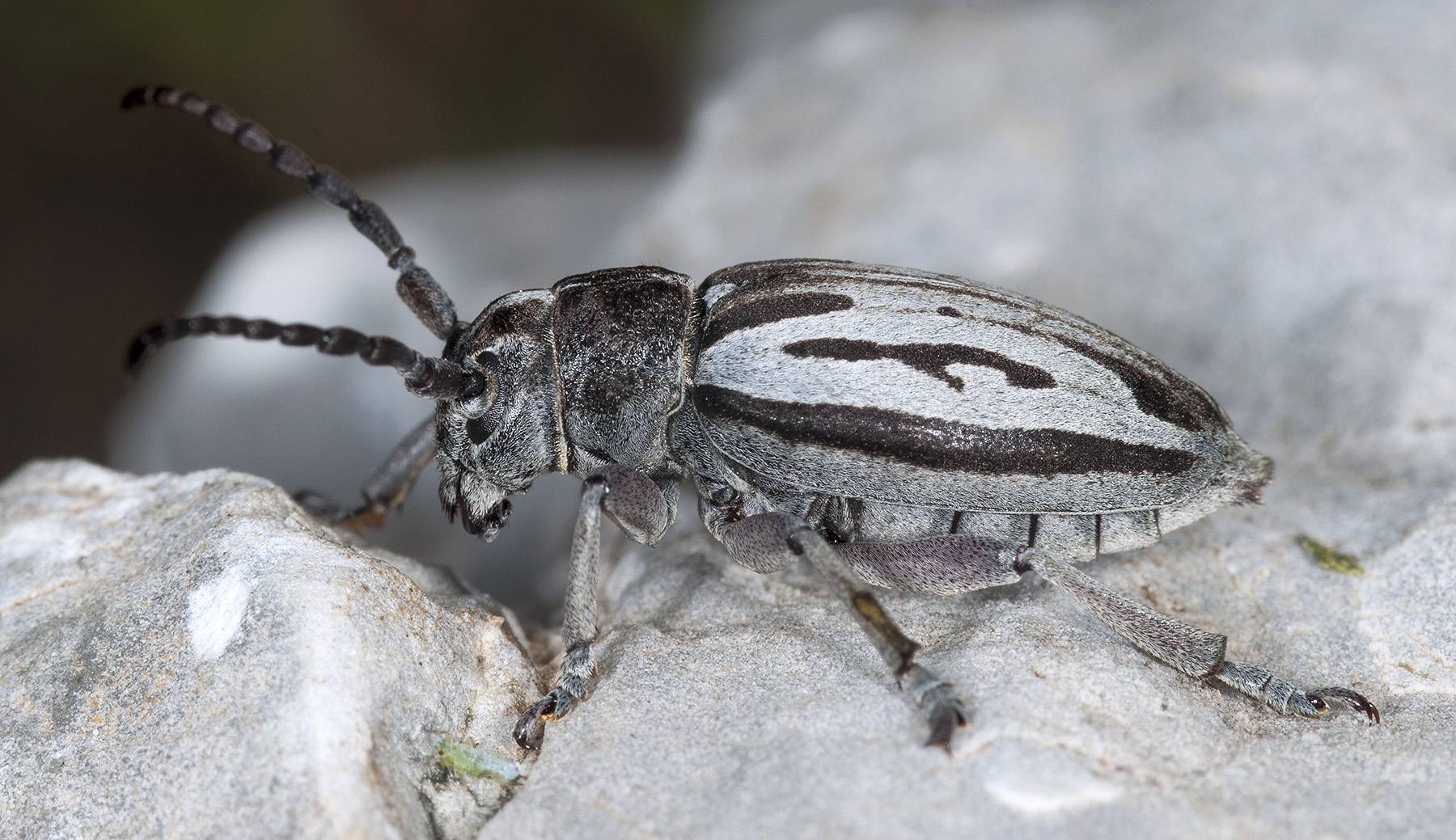 Dorcadion ljubetense ljubetense