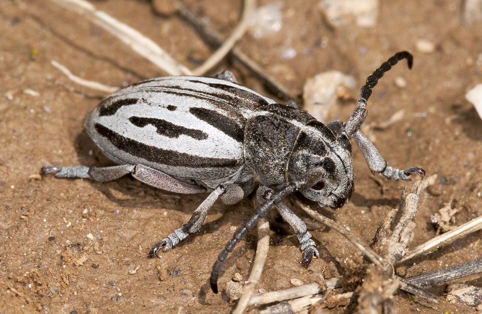 Dorcadion ljubetense ljubetense