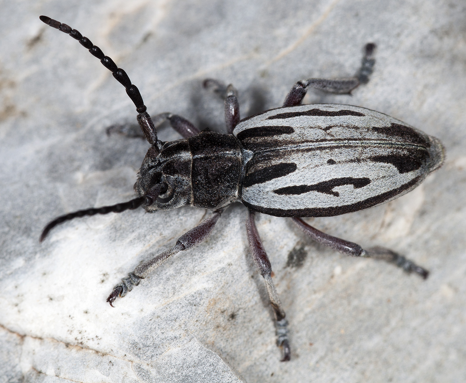 Dorcadion ljubetense ljubetense