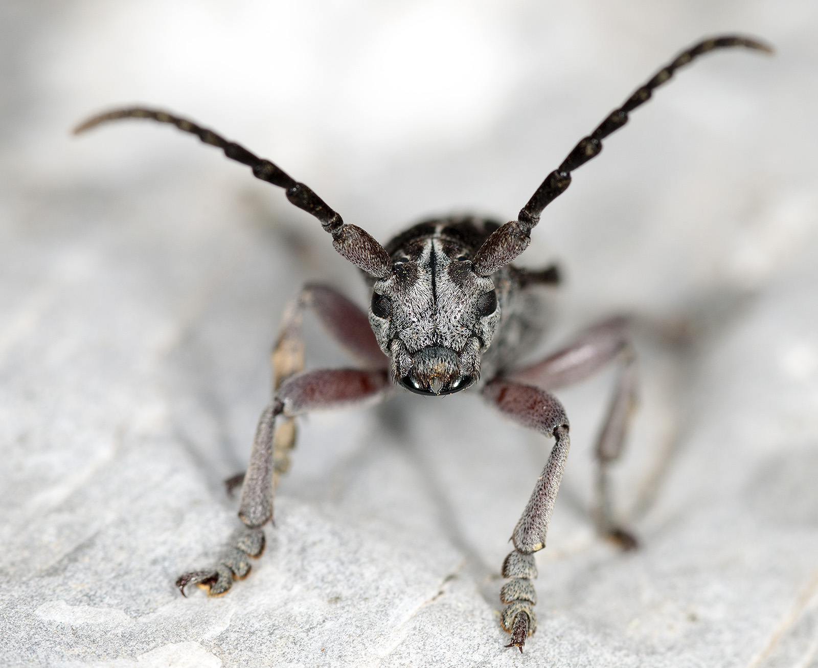 Dorcadion ljubetense ljubetense