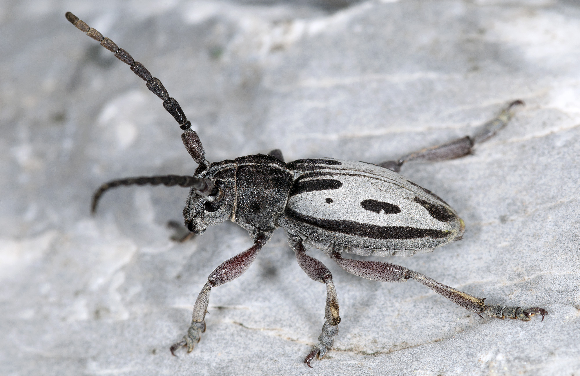 Dorcadion ljubetense ljubetense