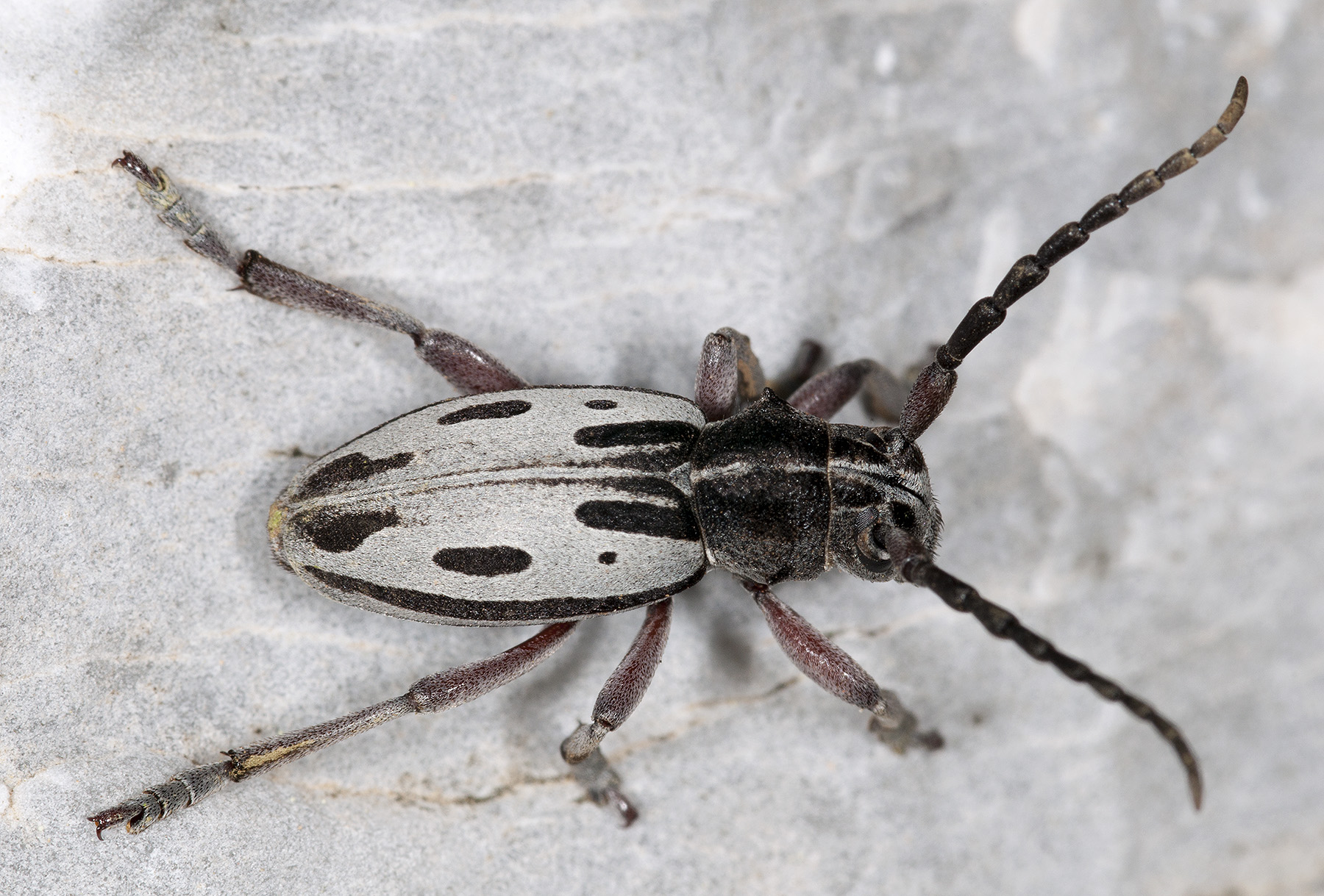 Dorcadion ljubetense ljubetense