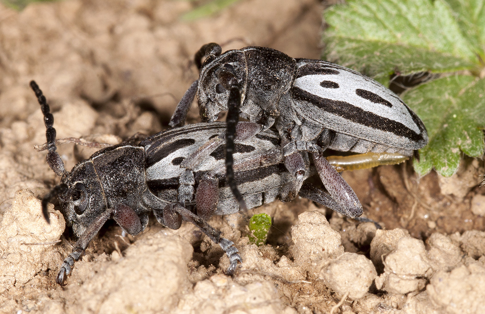 Dorcadion ljubetense ljubetense