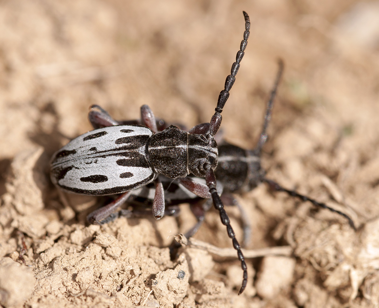 Dorcadion ljubetense ljubetense