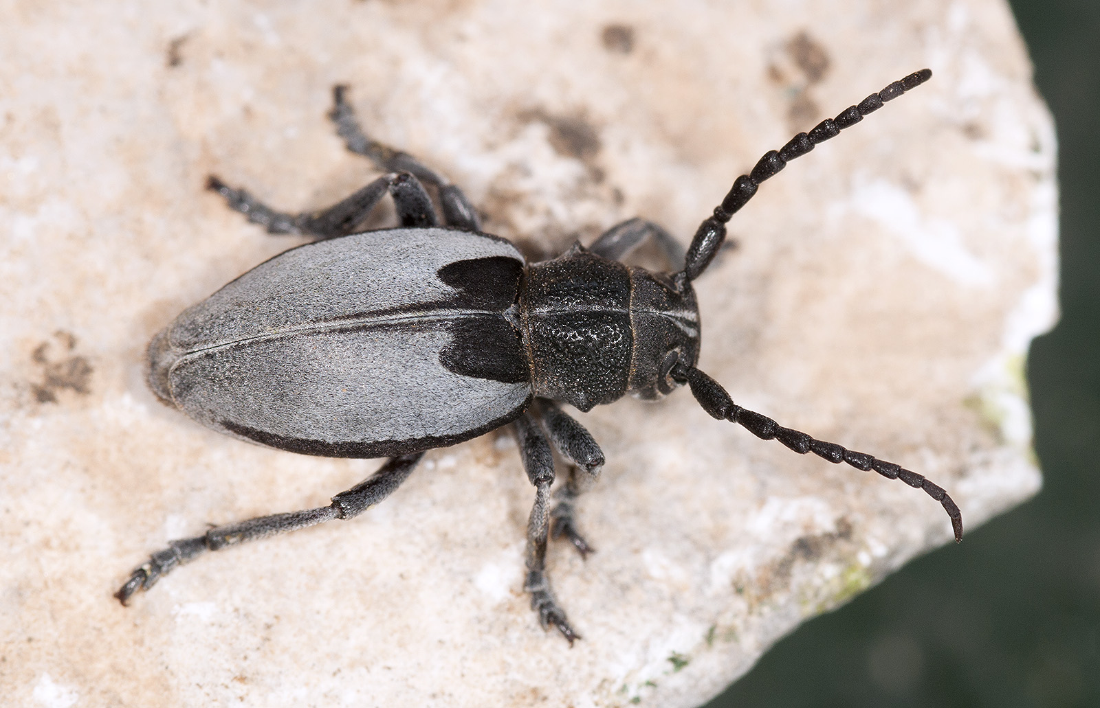 Dorcadion macedonicum