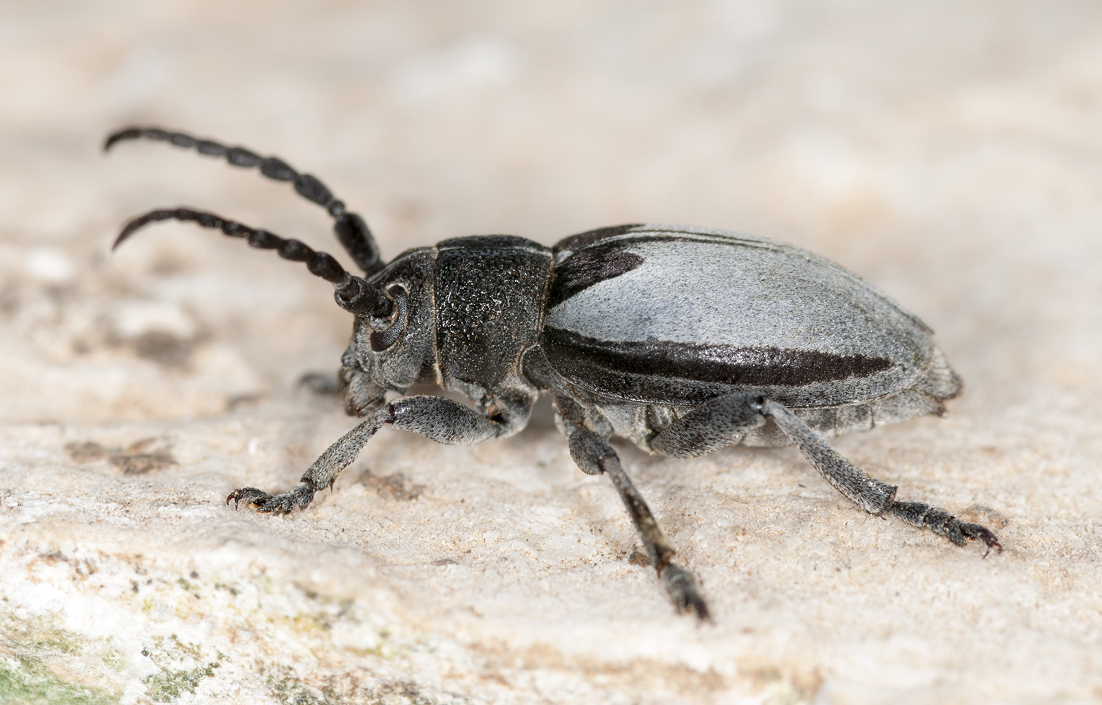 Dorcadion macedonicum