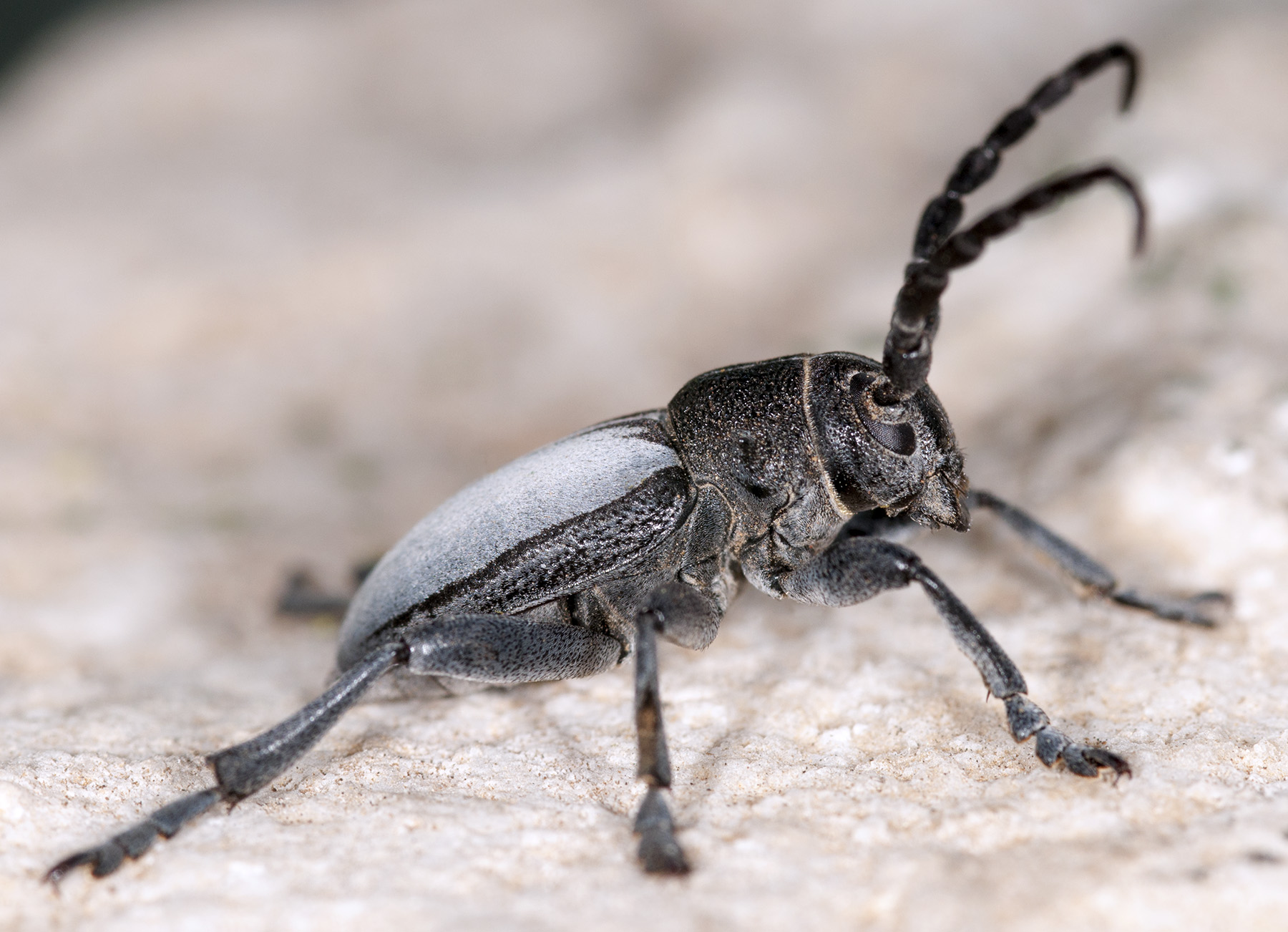 Dorcadion macedonicum