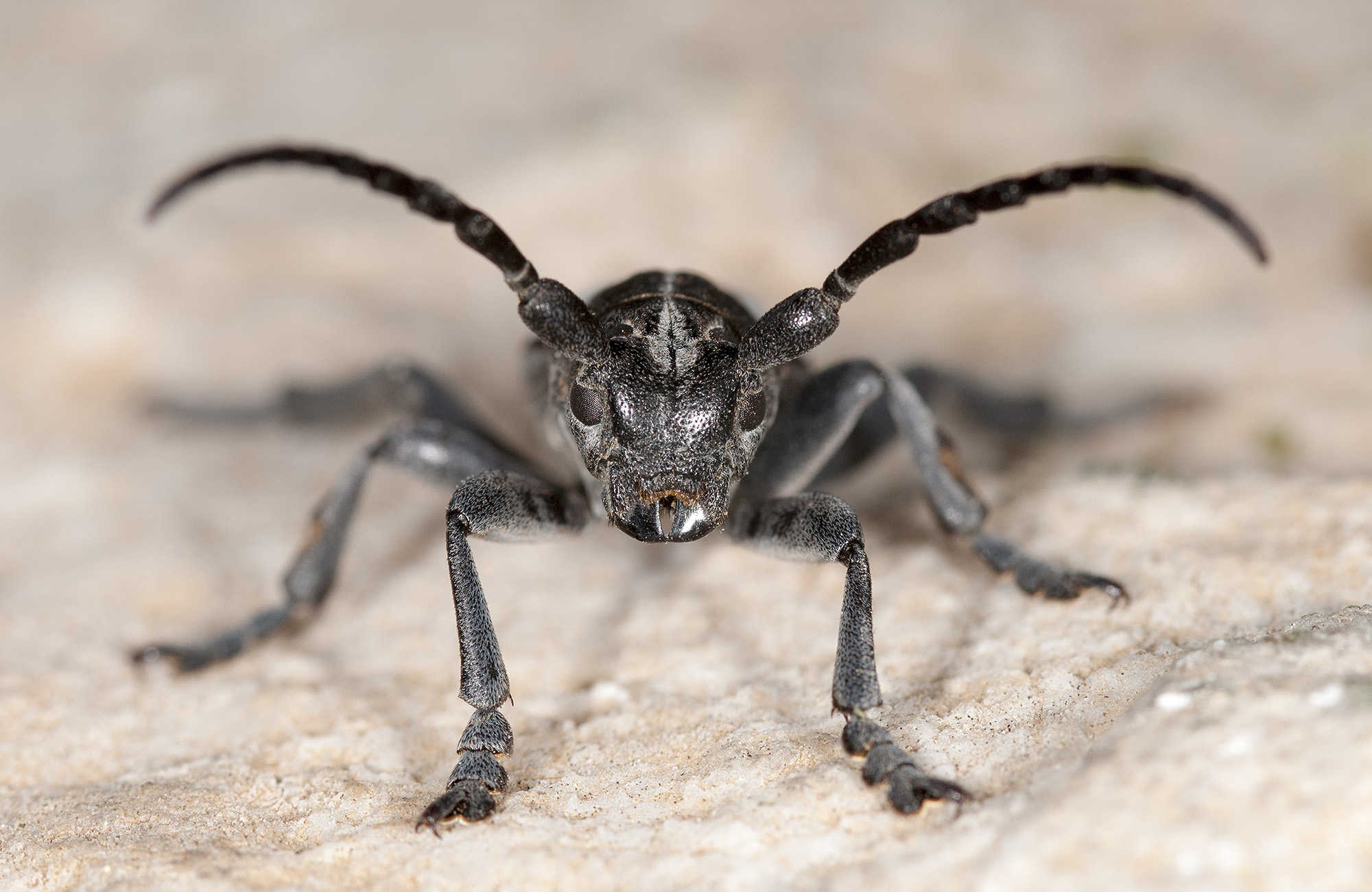 Dorcadion macedonicum